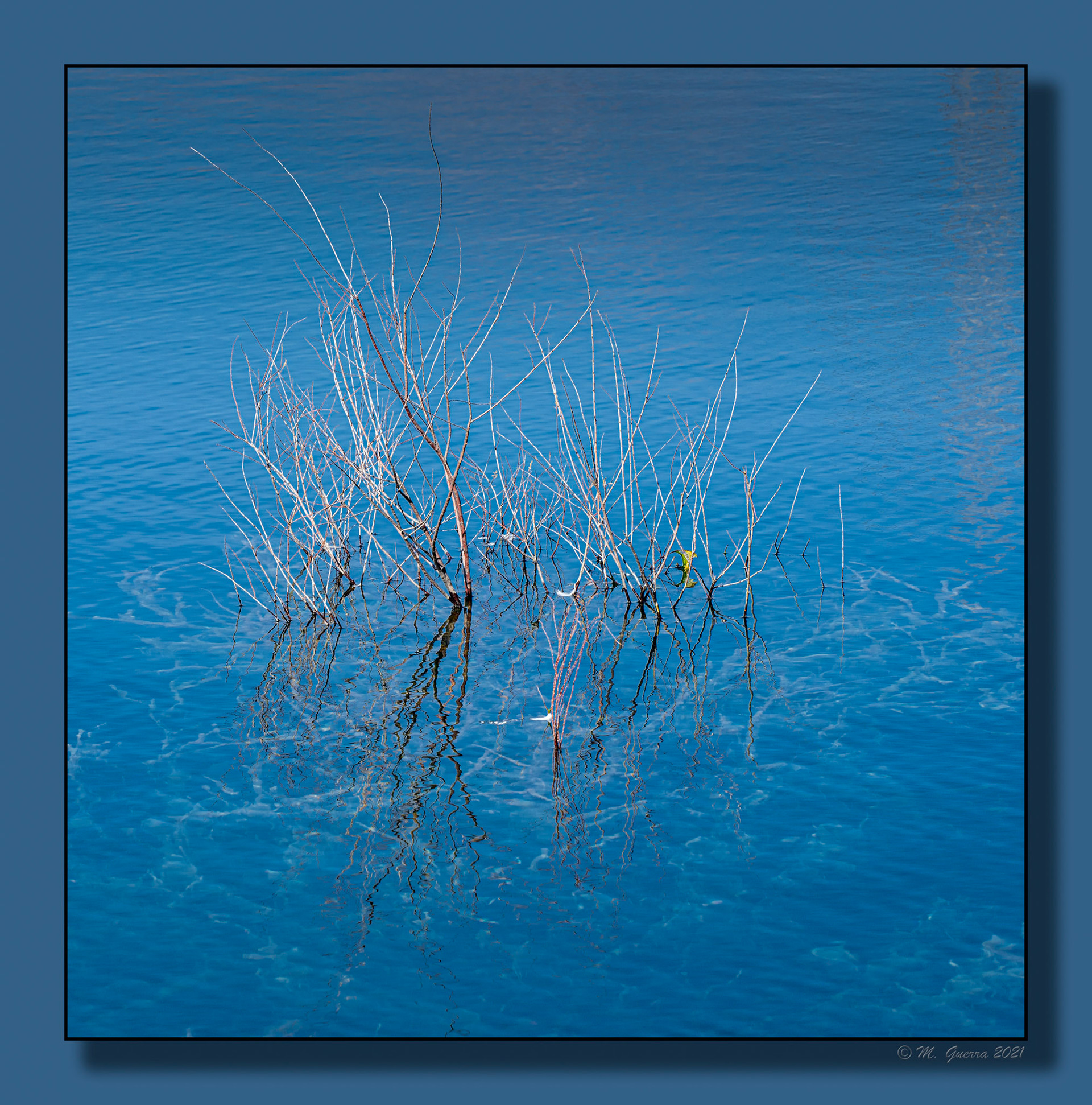 Árbol sumergido en las lagunas de Ambroz