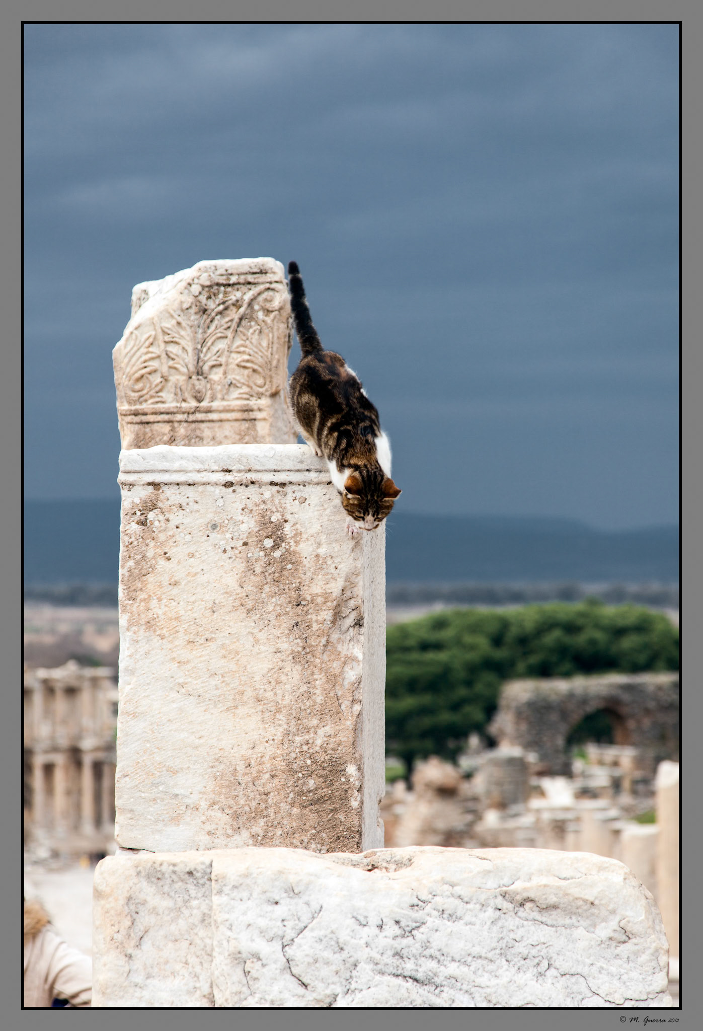 Gato en las ruinas de Éfeso. Ampliar