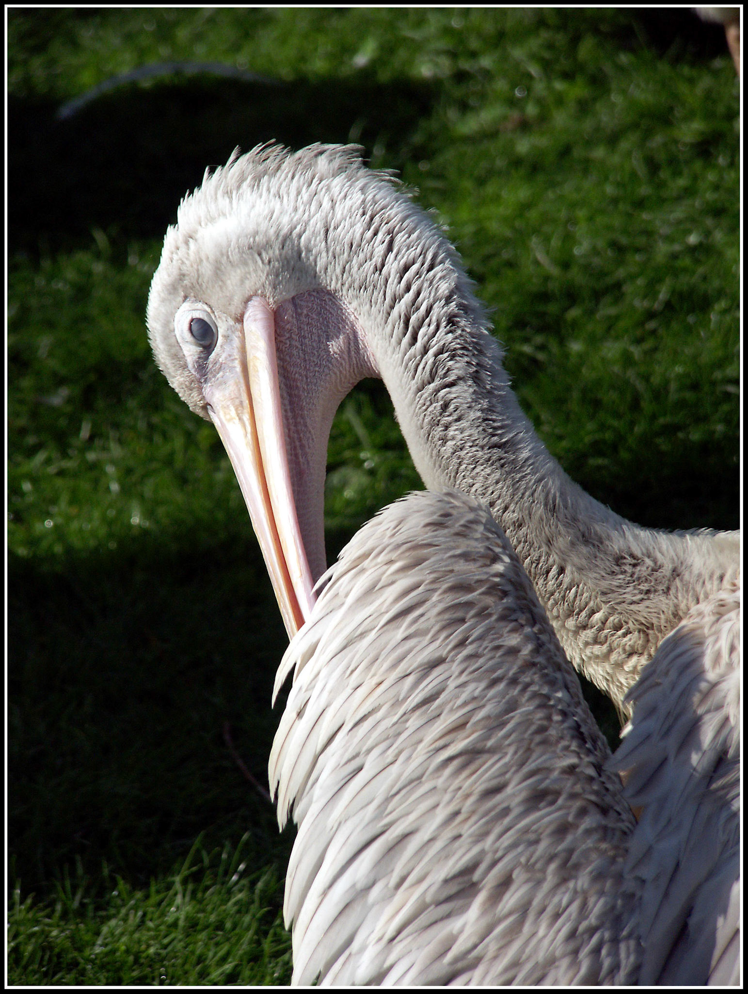 Marabú en el zoo de Madrid. Ampliar