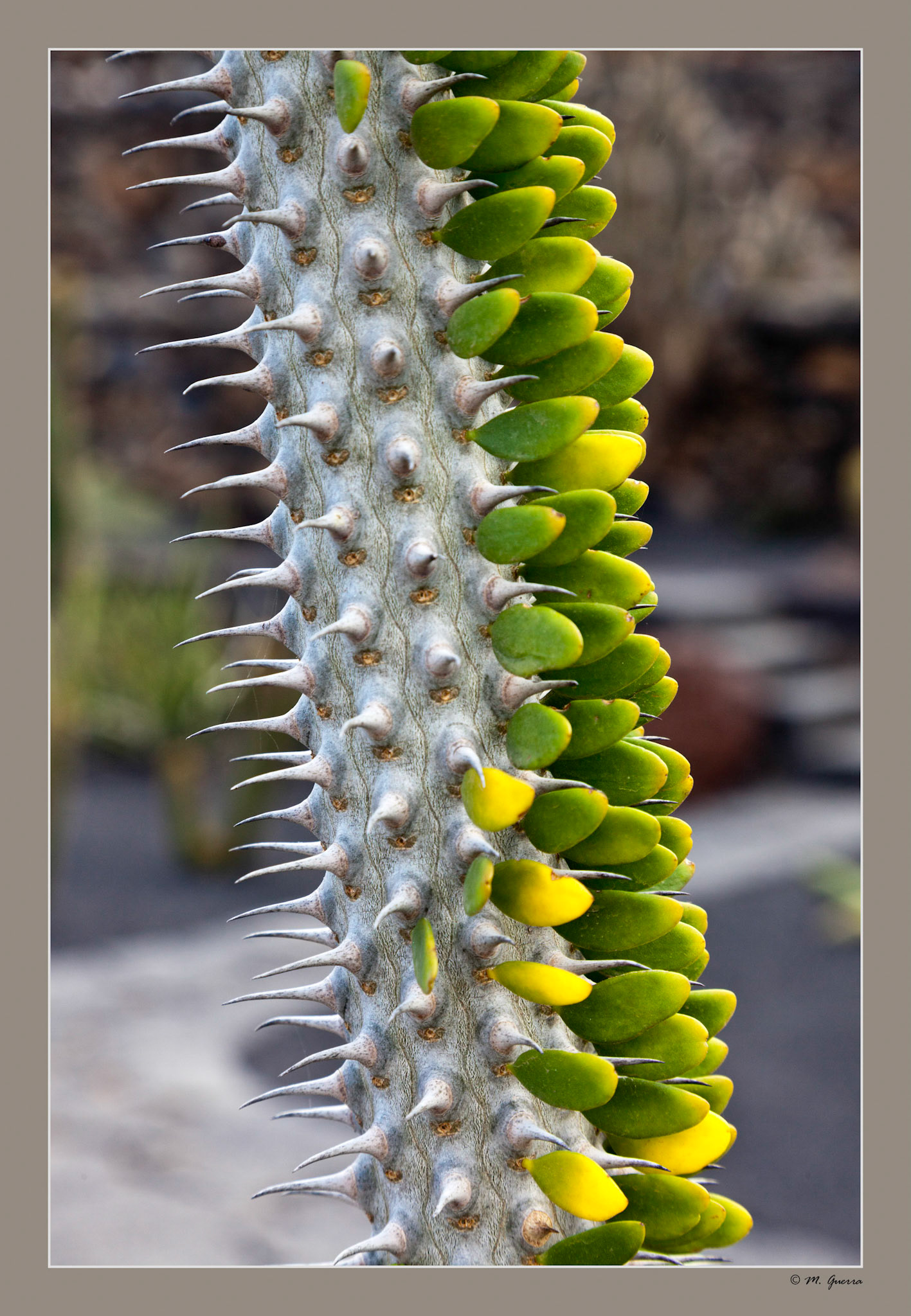 El jardín del cactus en Guatiza, Lanzarote. Ampliar