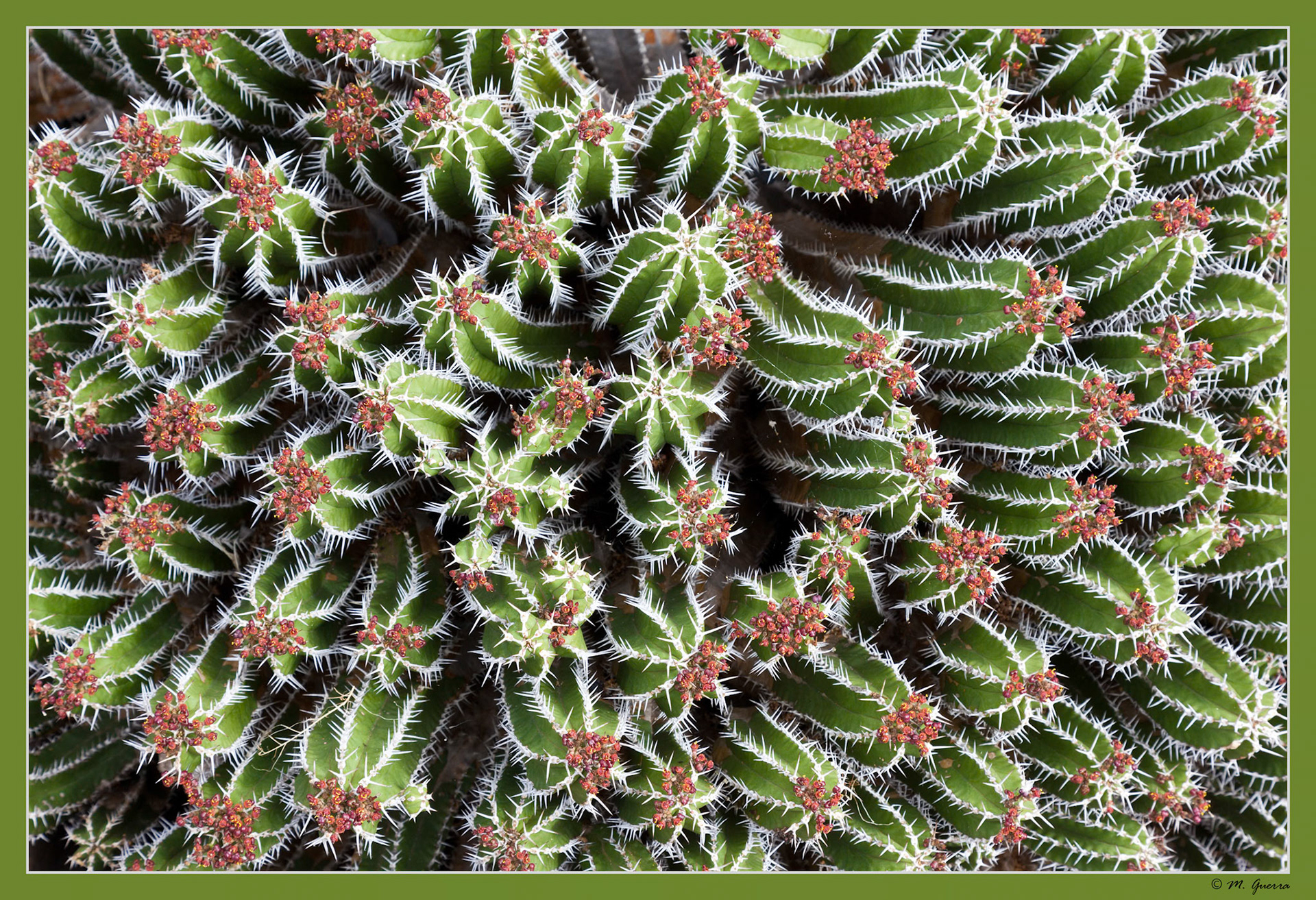 El jardín del cactus en Guatiza, Lanzarote. Ampliar. 100asa