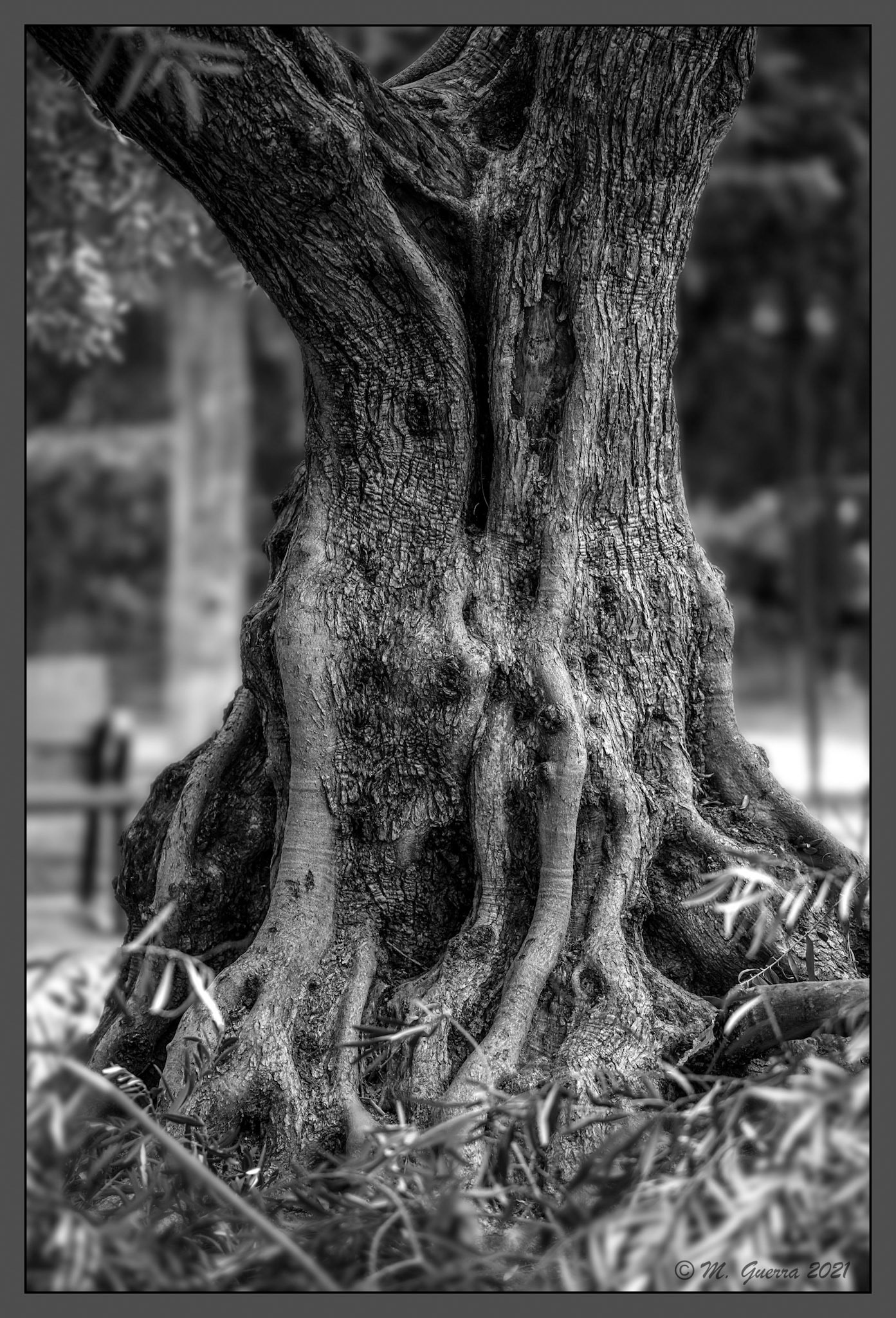 Olivo viejo en el parque El Calero. Ampliar