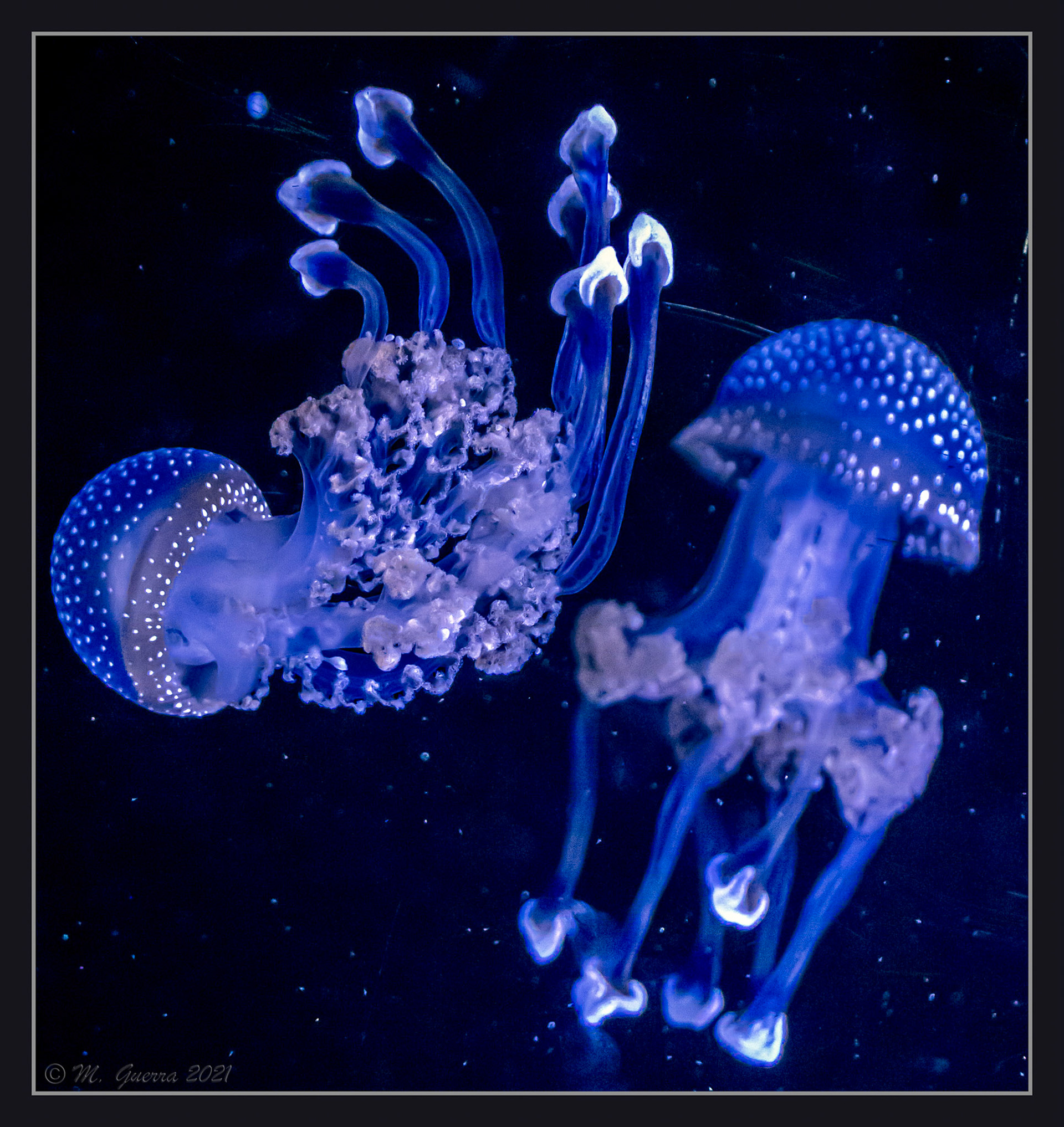 Medusas en el acuario del parque Zoológico de Madrid. 100ASA