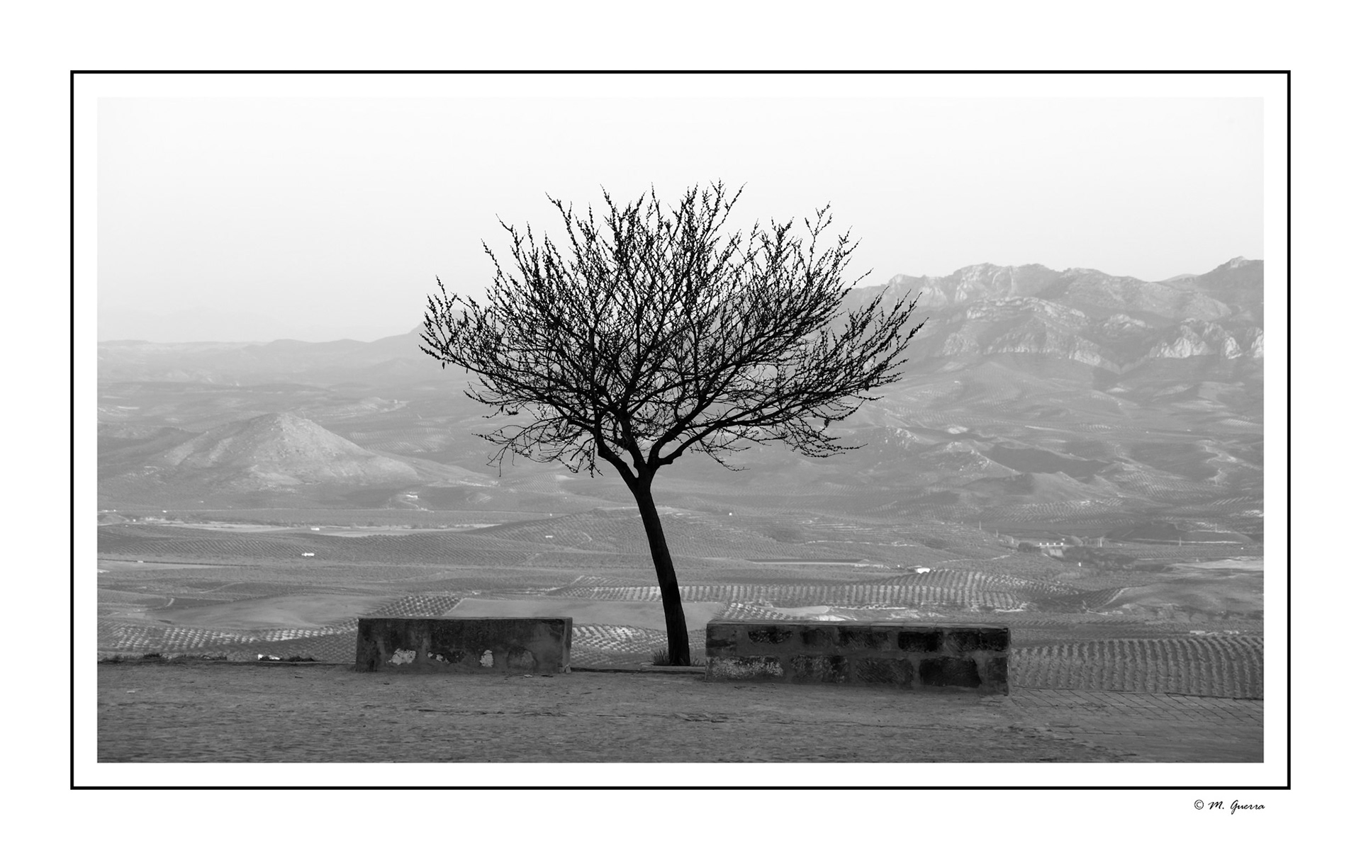 Árbol solitario en Baeza. Ampliar
