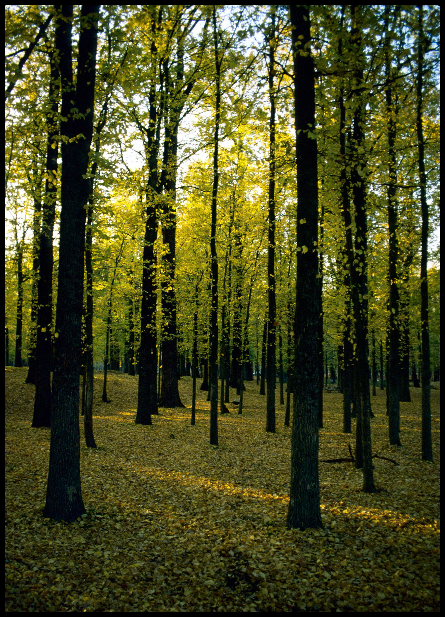 Atardecer en Otoño en la casa de campo de Madrid. Ampliar