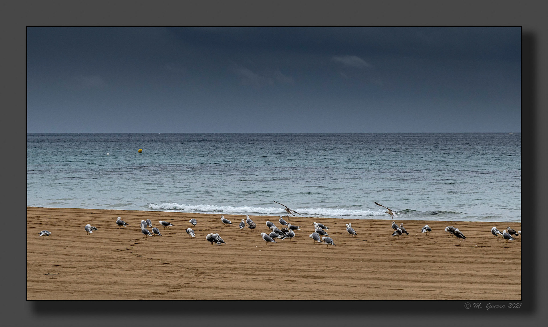 Gaviotas en la playa de Calpe