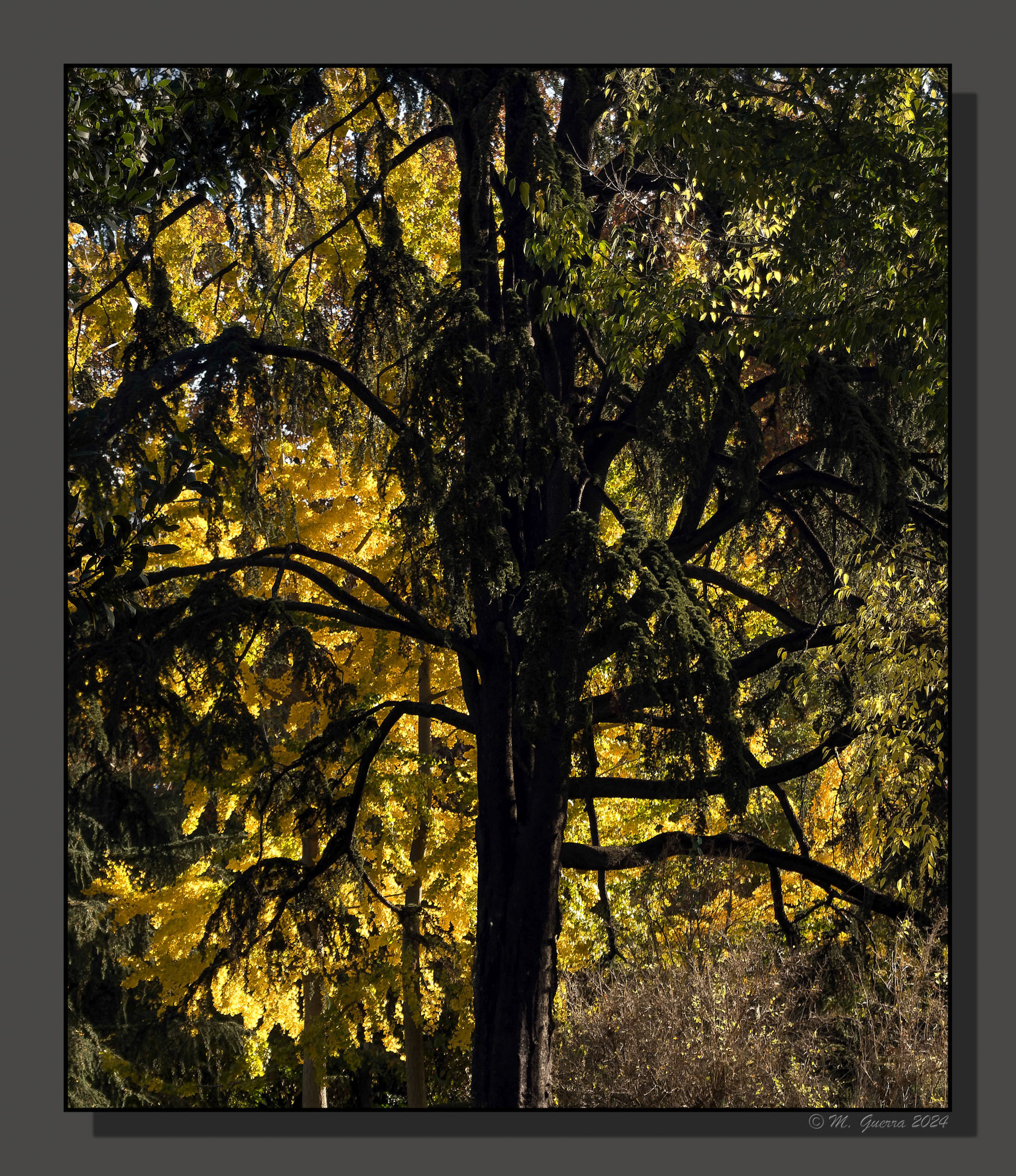 Árboles con colores de otoño en el parque de la Fuente del Berro