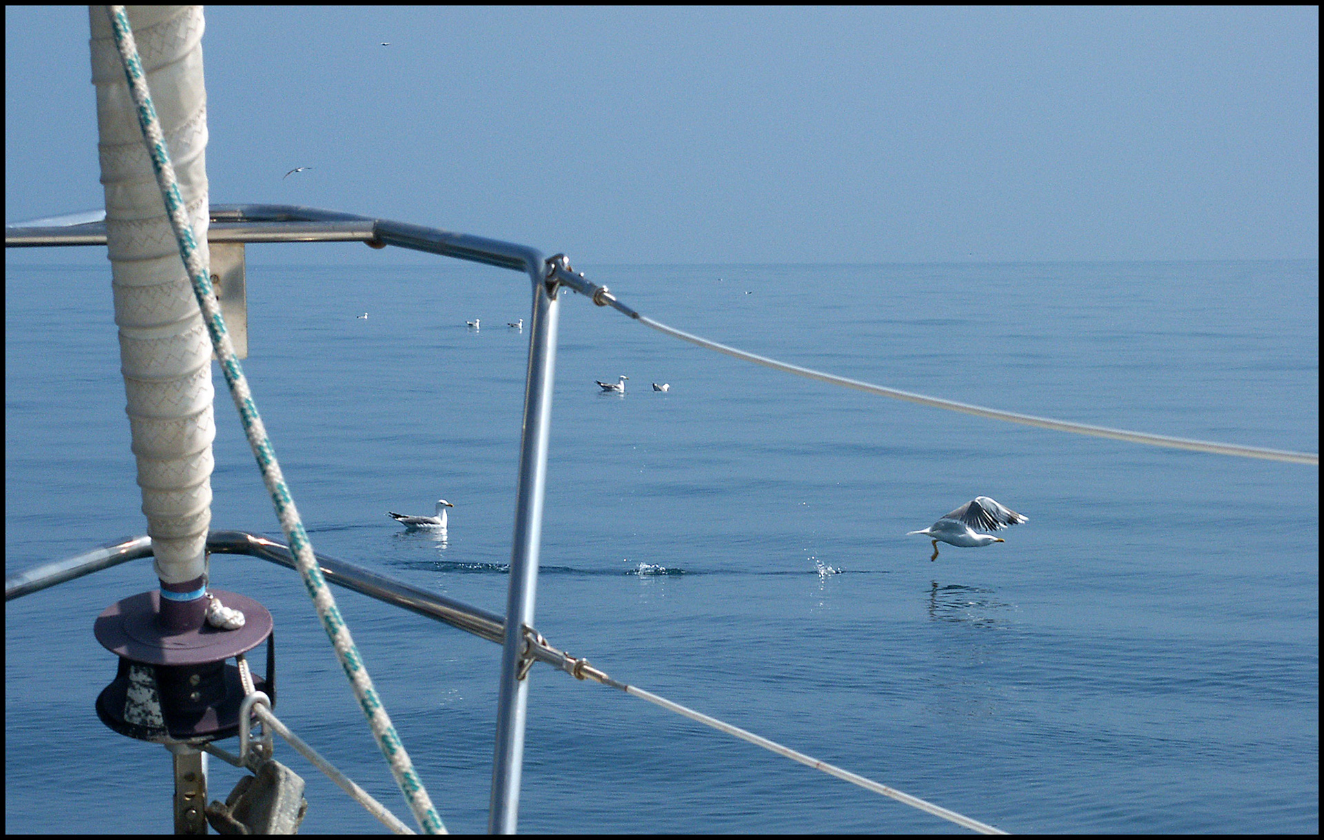 Gaviota levantando el vuelo. Ampliar