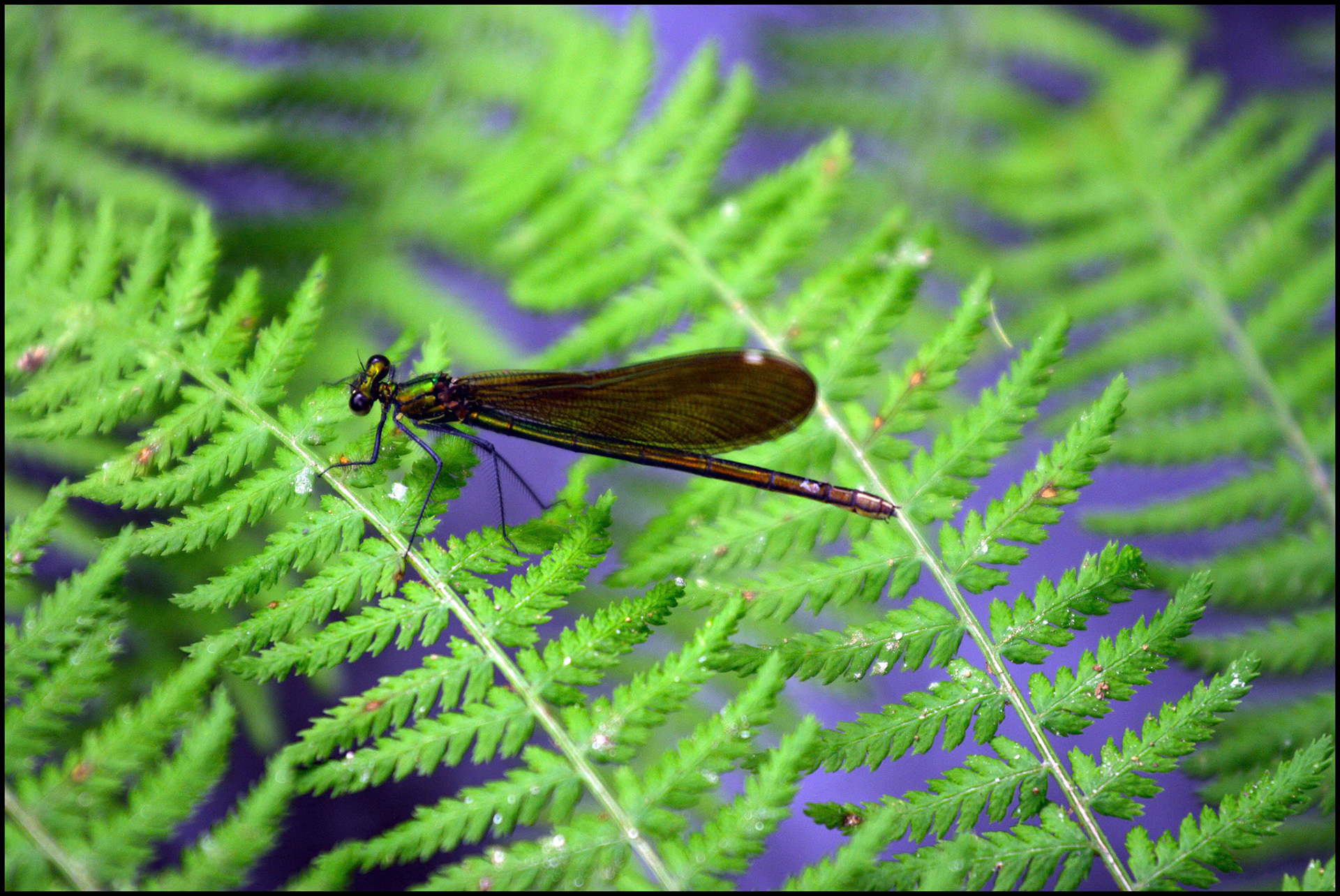 Libélula en el bosque de Chavín en Lugo. Ampliar