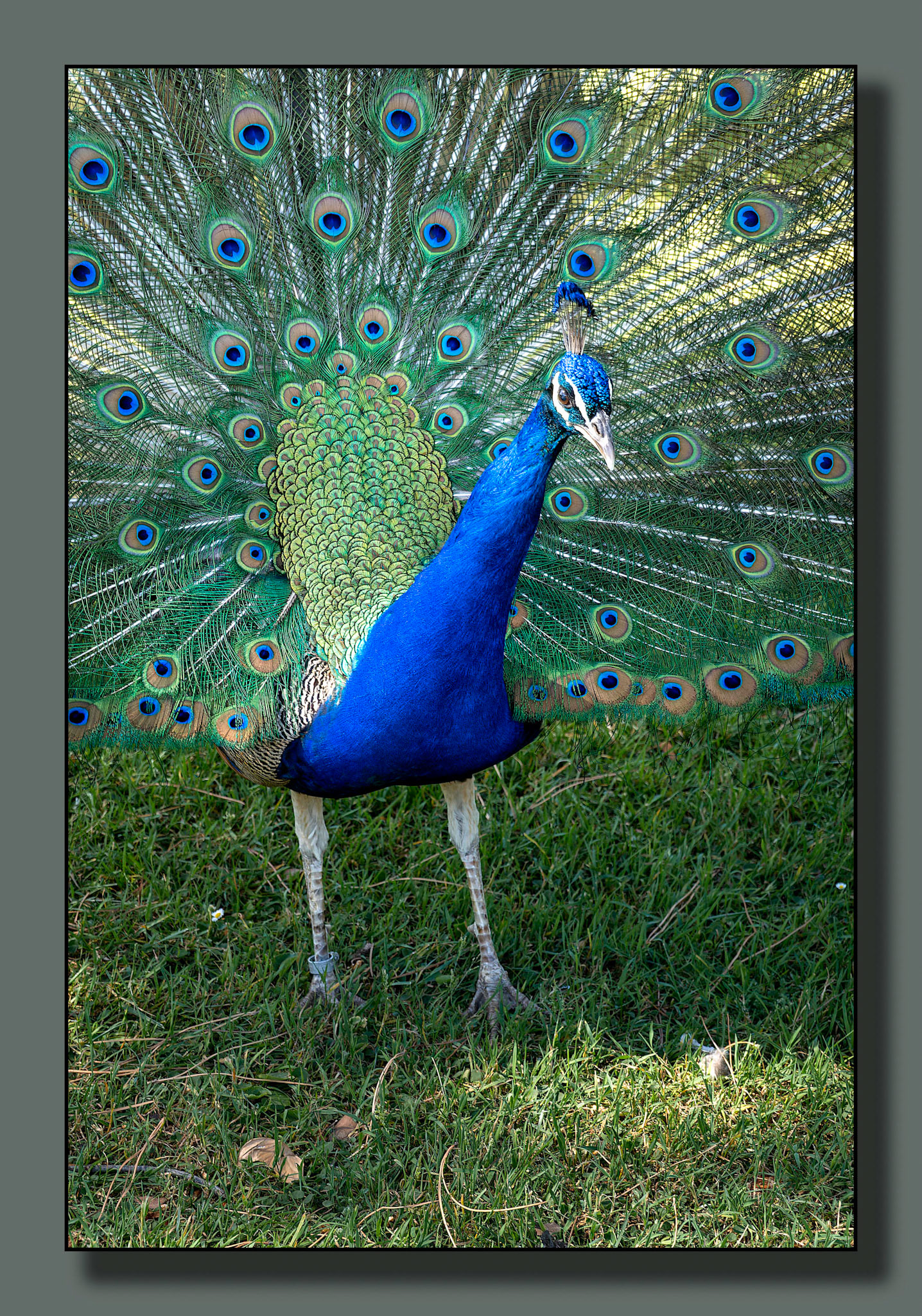 Pavo real macho con la cola desplegada en El Retiro cortejando a una hembra