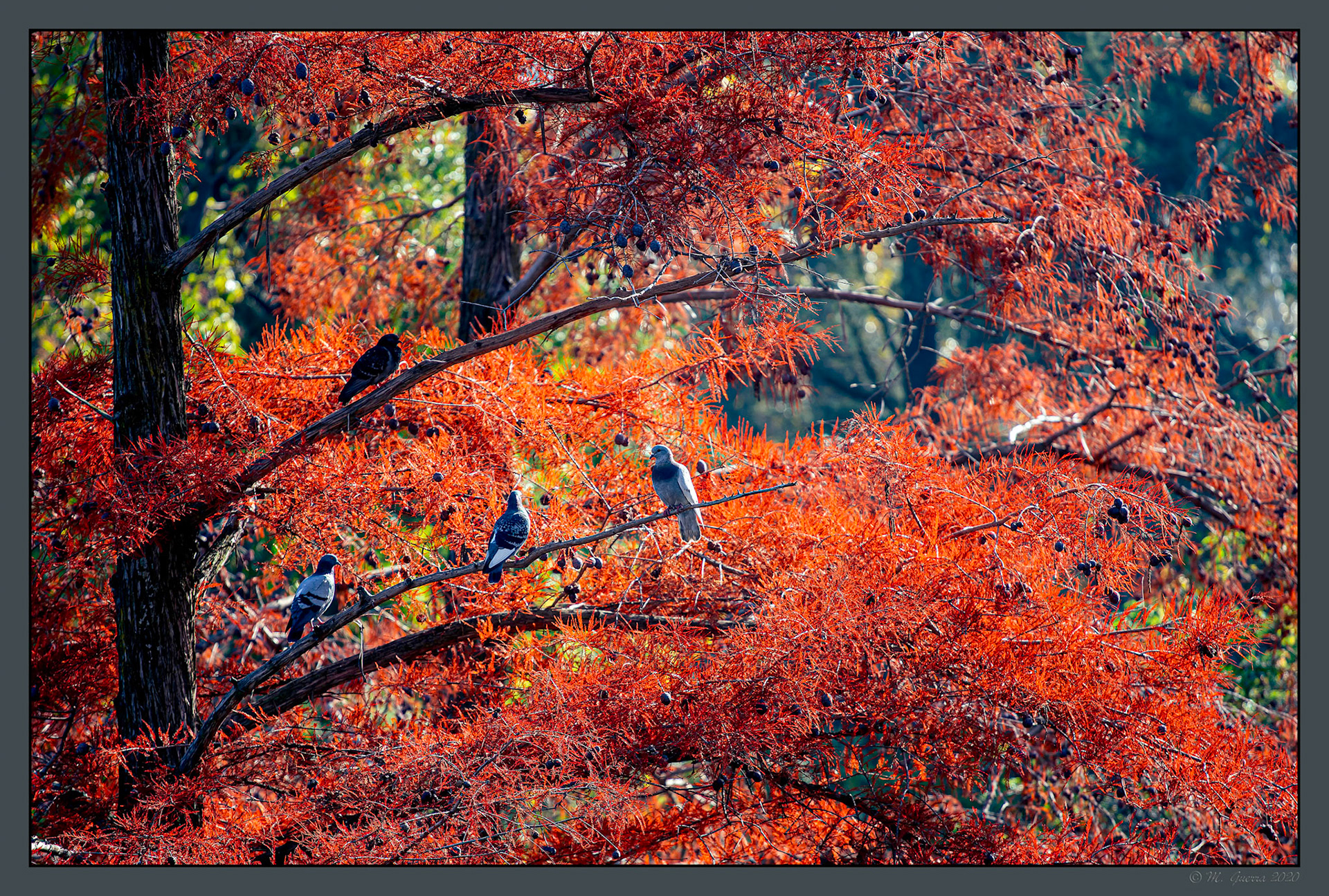 Palomas sobre un árbol de color rojo en el Retiro