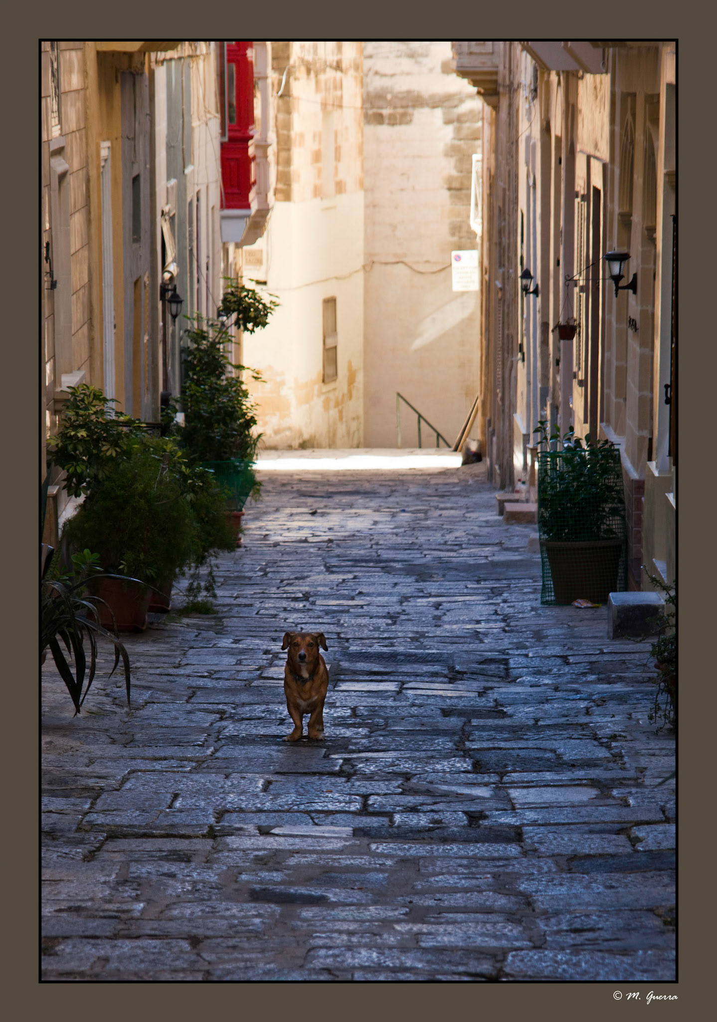 Un perro mirando al fotógrafo en una calle de las Tres Ciudades de Malta. Ampliar
