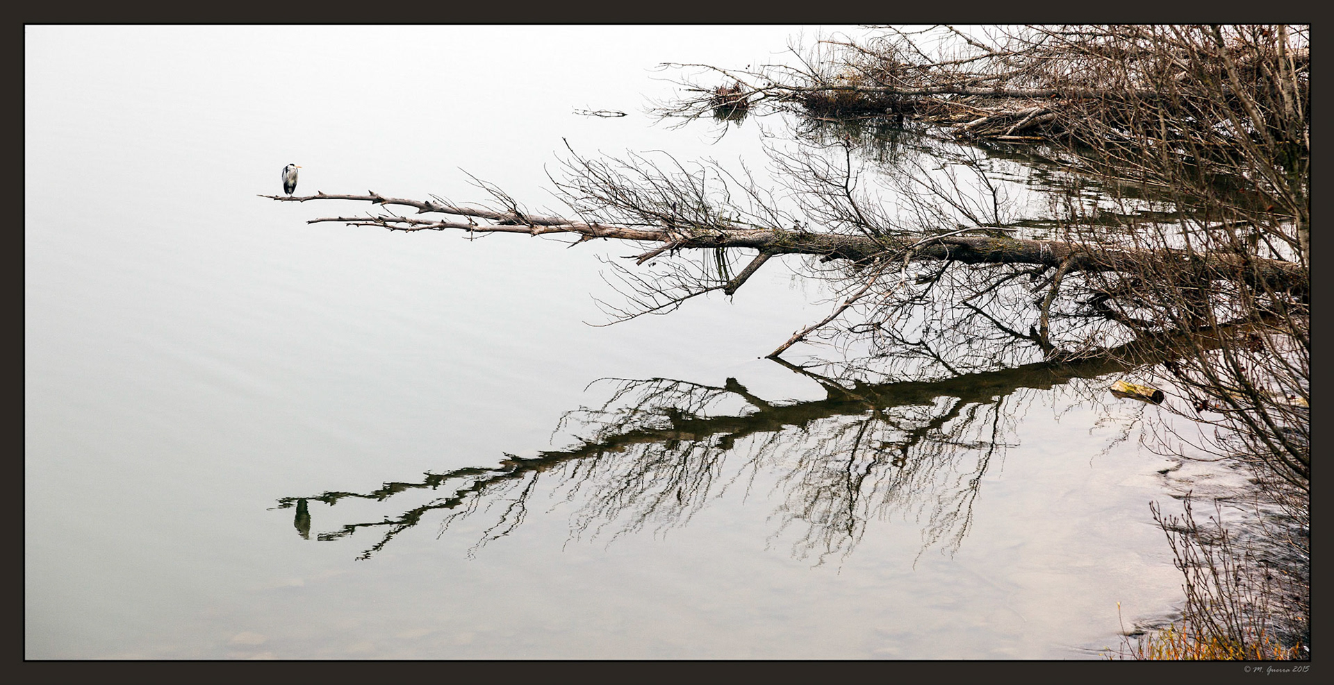 Arboles secos sobre el río Duero de Zamora. Ampliar