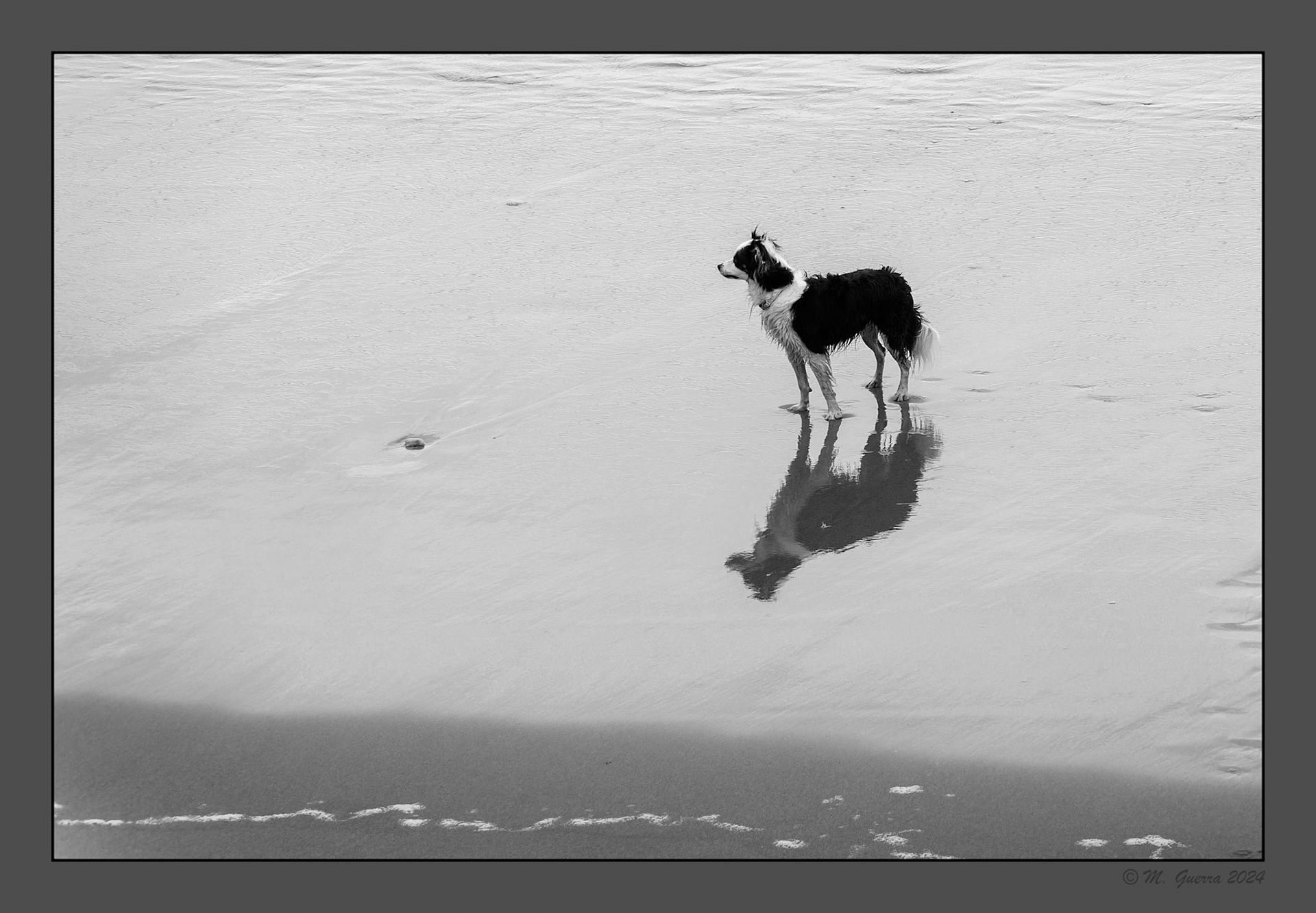 Perro en la playa de Ribadesella