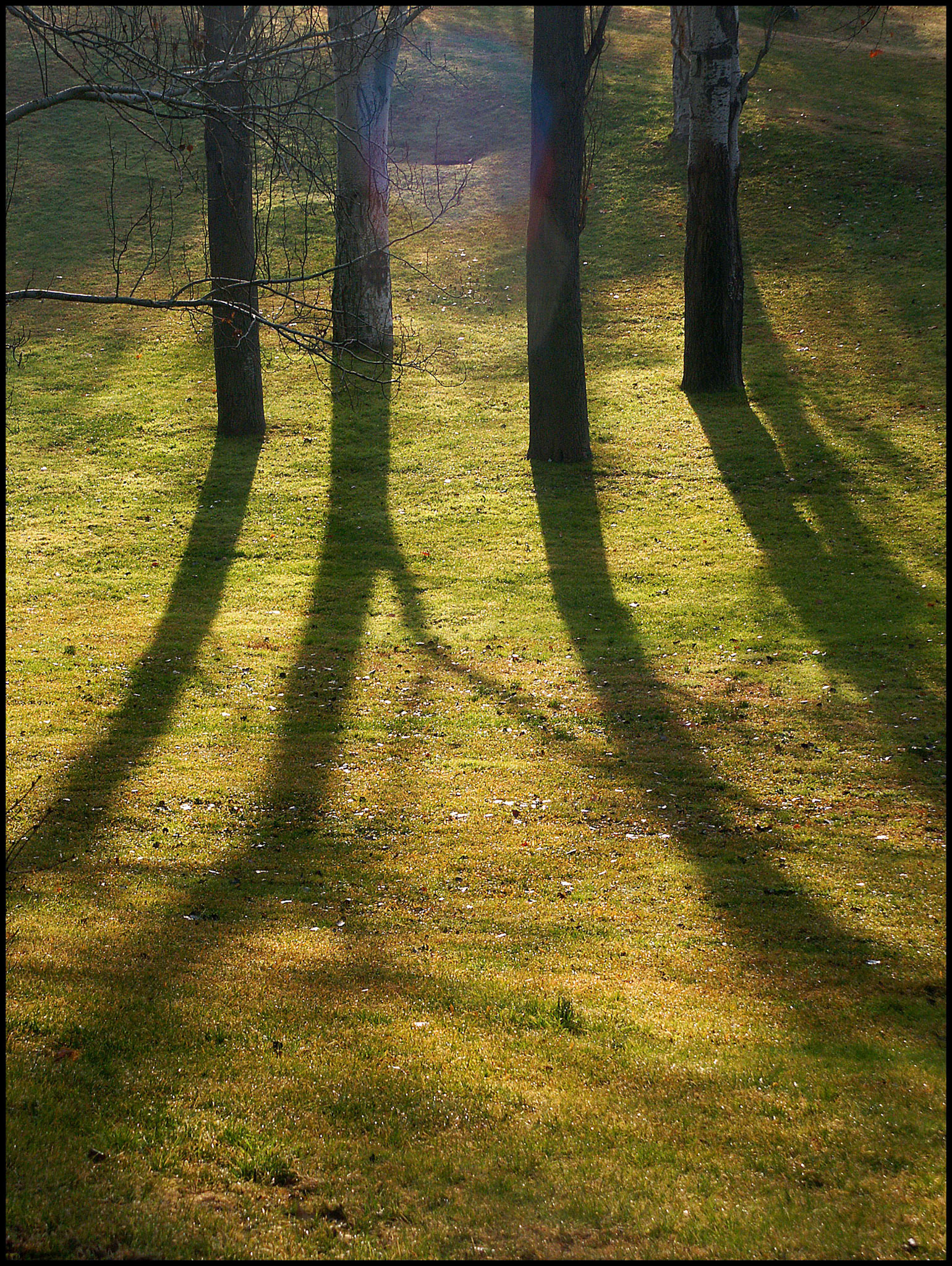 Sombra de arboles en el parque del Oeste de Madrid. Ampliar. iStock posible. Shutterstock posible