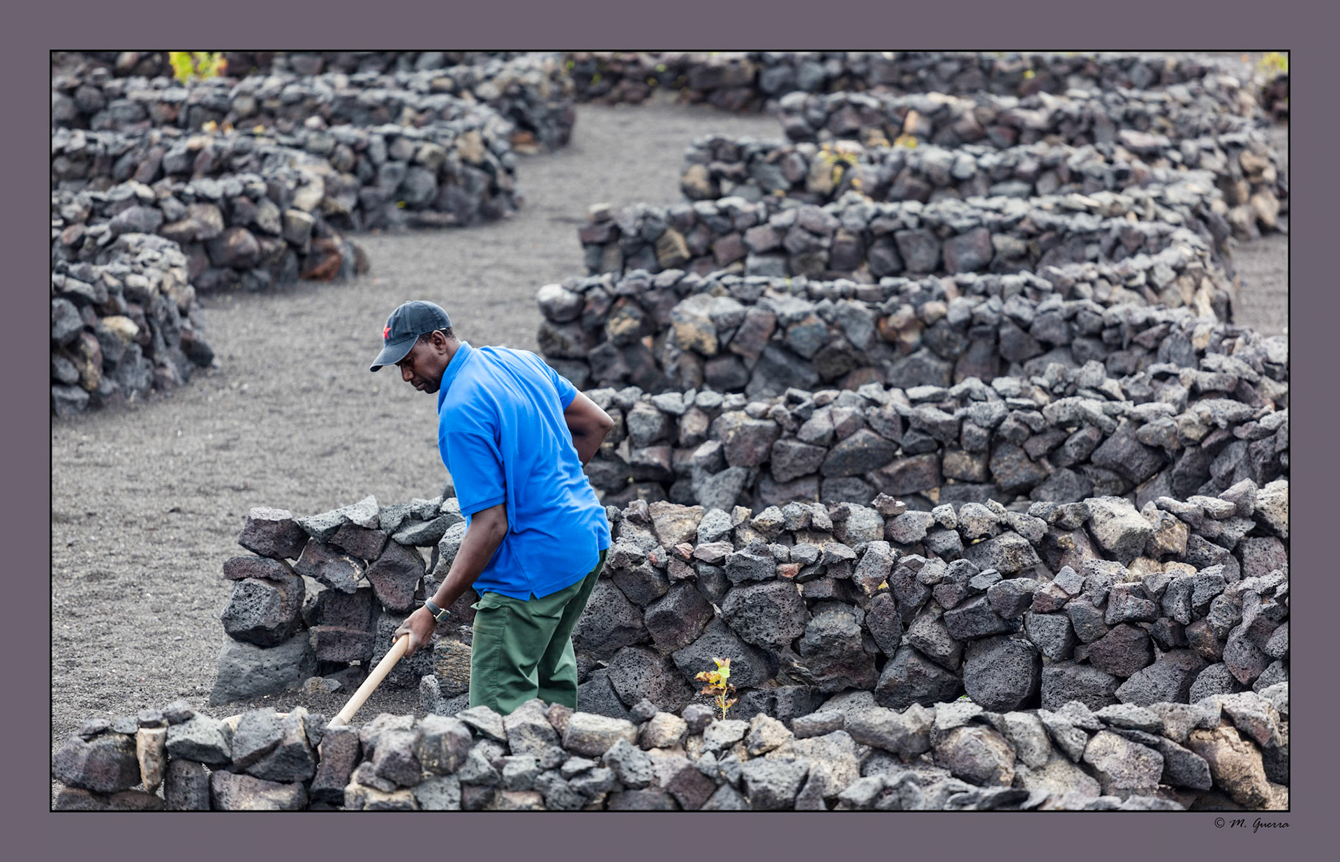 Un trabajador negro en unos viñedos de La Geria, Lanzarote. Ampliar