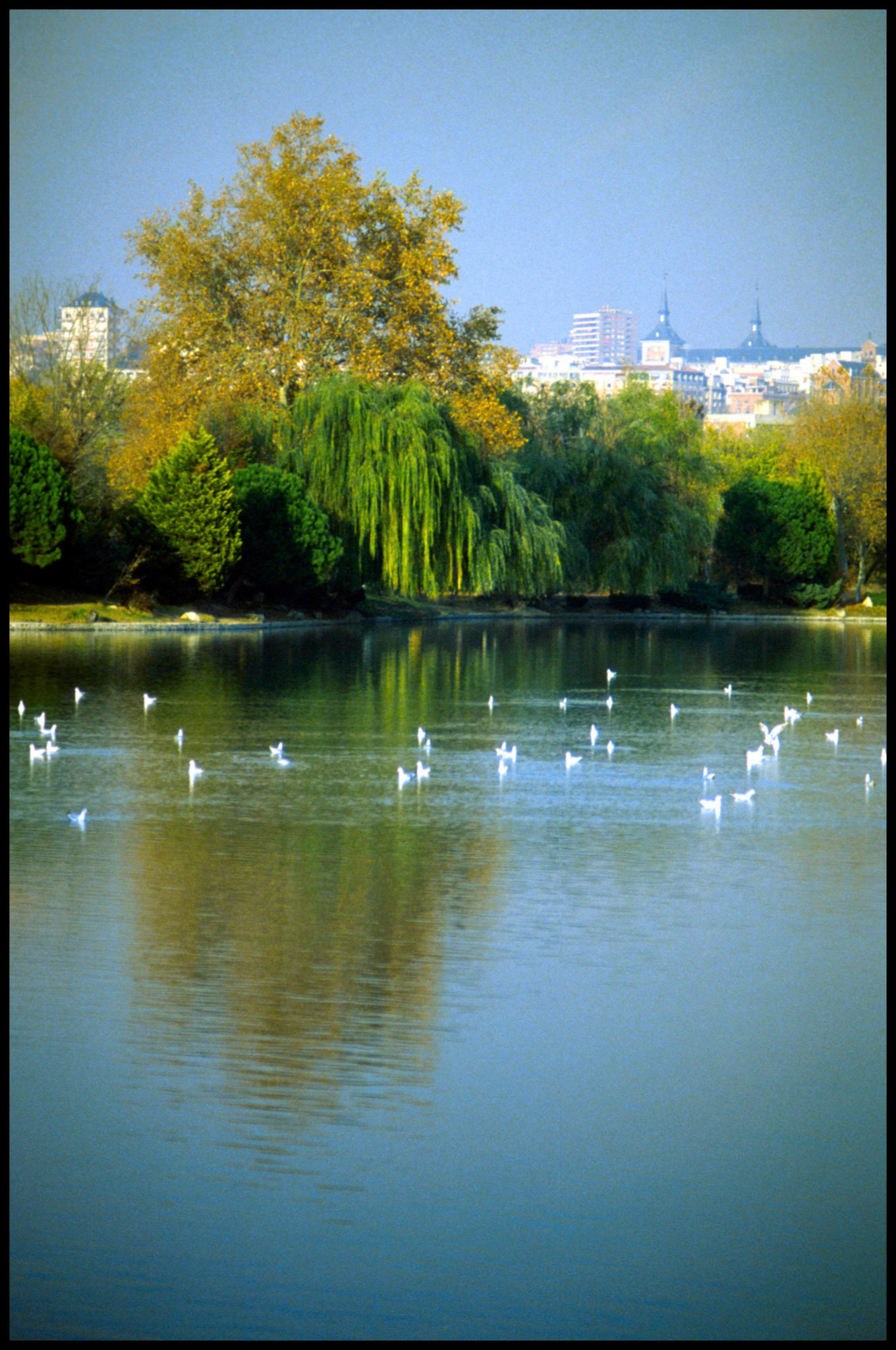 El lago de la casa de campo de Madrid. Ampliar