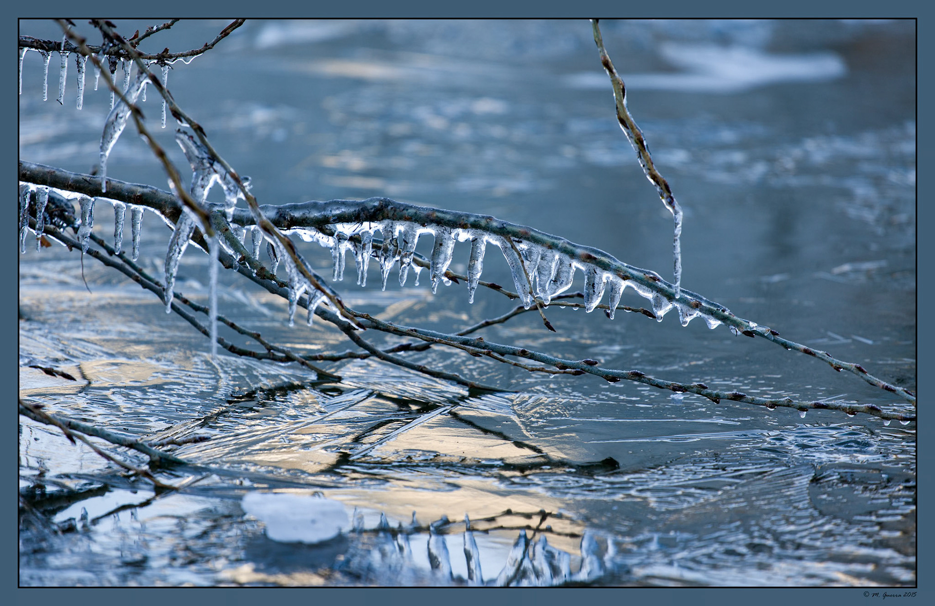 Formaciones de hielo en plantas de la superficie congelada del pantano de Navacerrada. Ampliar. 100ASA
