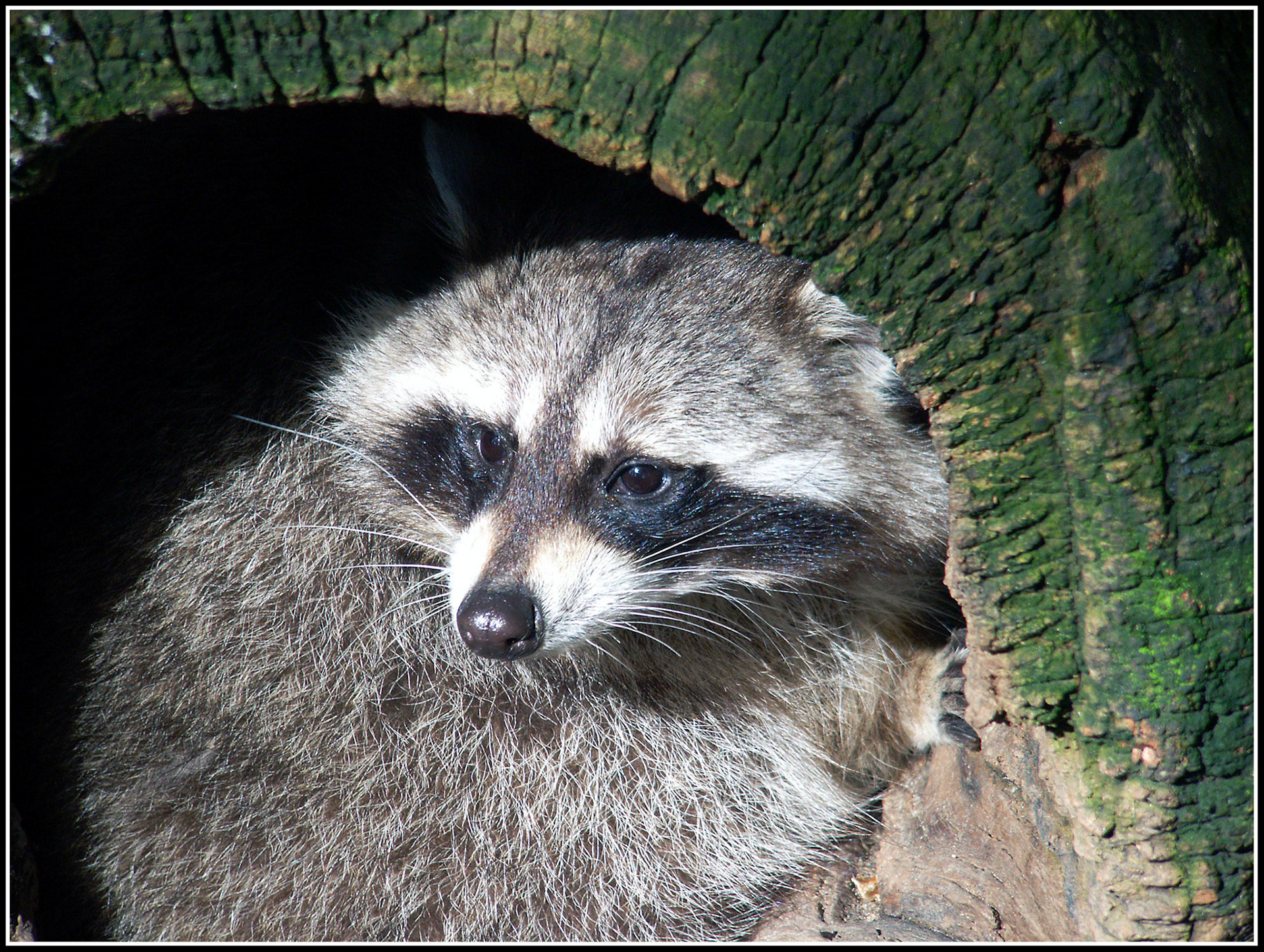 Mapache en el zoo de Madrid. Ampliar
