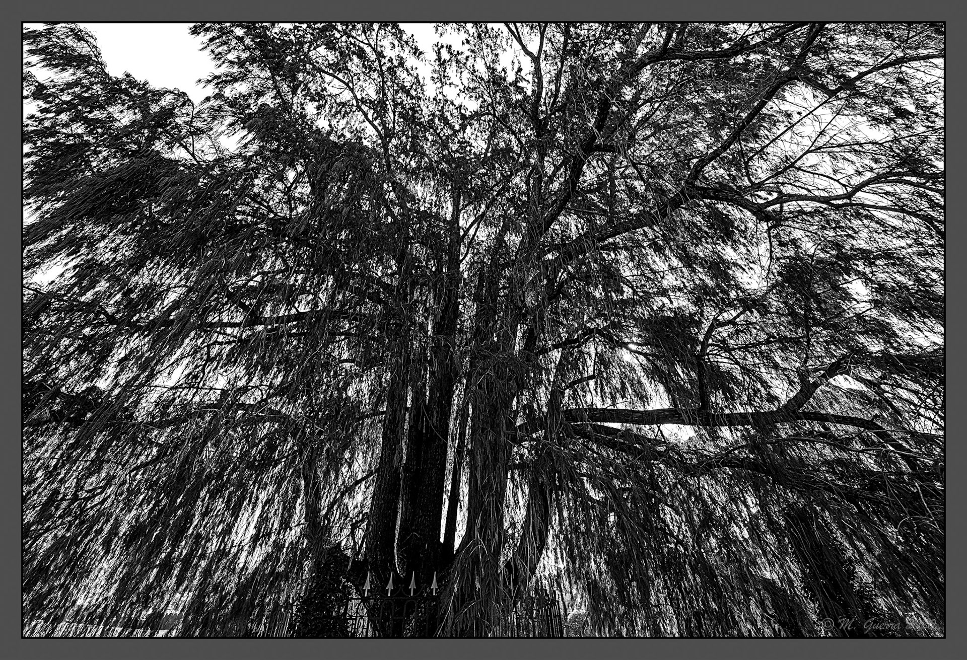 El árbol más longevo de Madrid en el Retiro