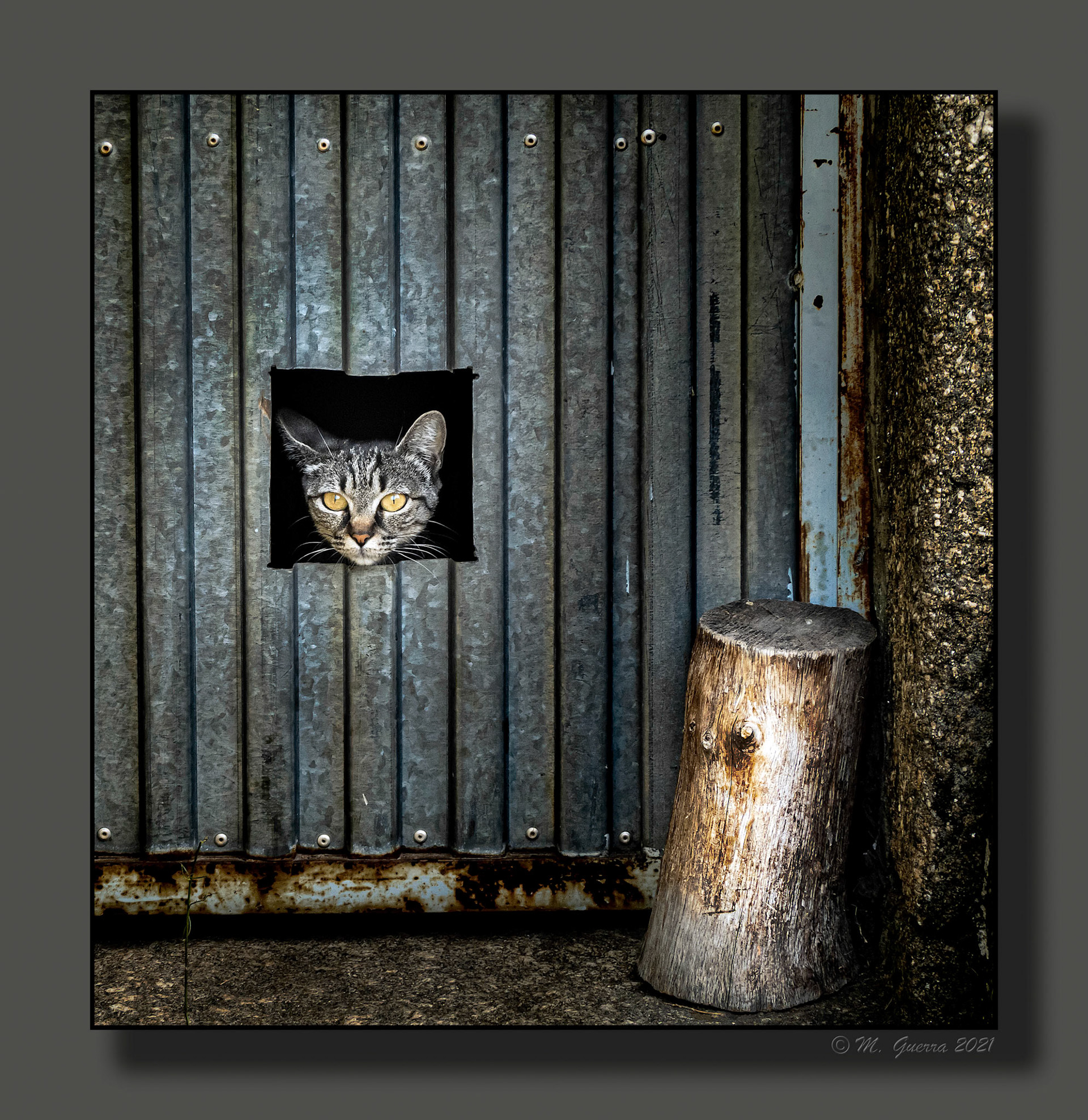 Gato asomando la cabeza por una puerta metálica de la panadería cerrada de Bermillo. 100ASA