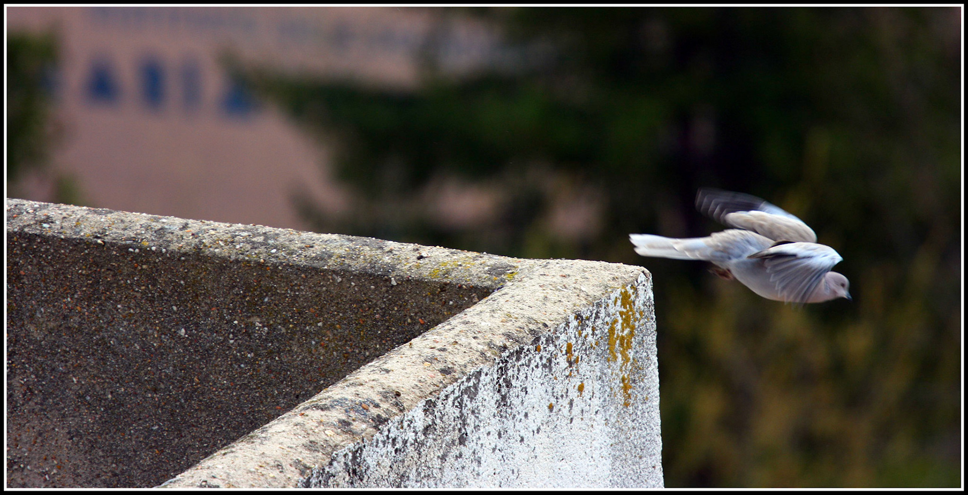 Una tórtola echando a volar en Zamora. Ampliar
