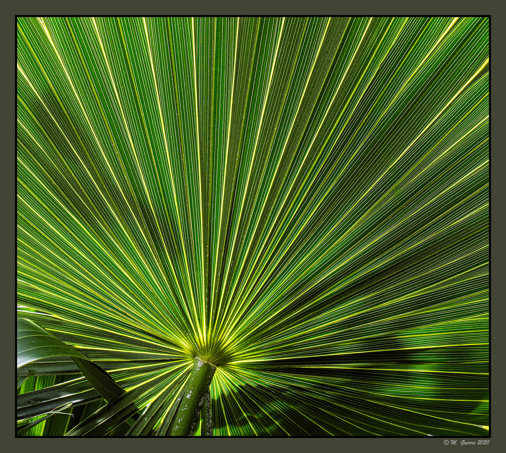 Quentia en el Jardín Botánico. Ampliar