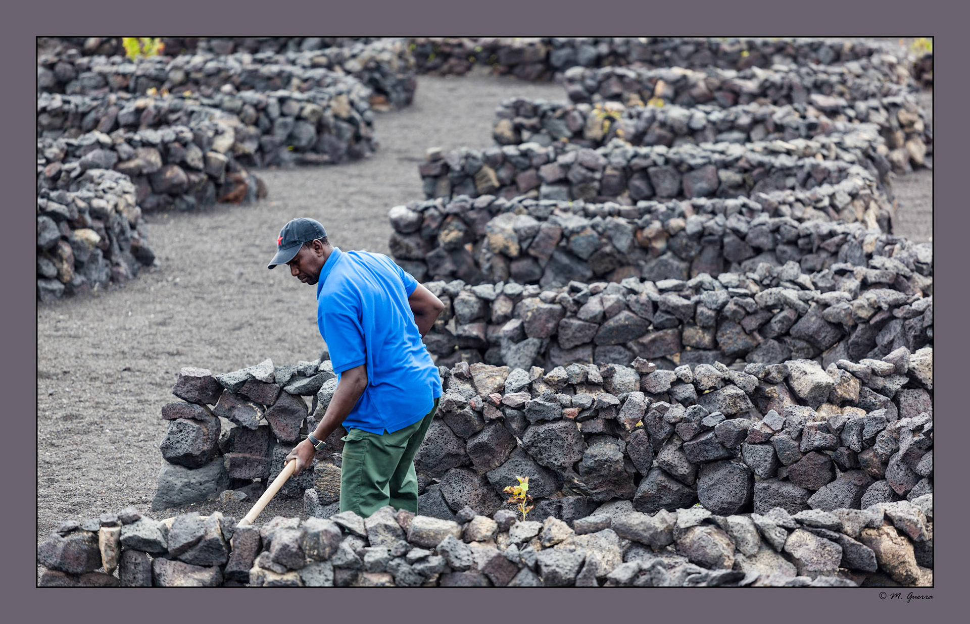 Un trabajador negro en unos viñedos de La Geria, Lanzarote. Ampliar