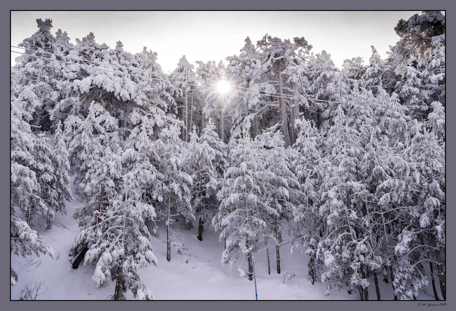 Árboles en la Sierra de Guadarrama de Madrid cubiertos de nieve y hielo en Navacerrada. Ampliar