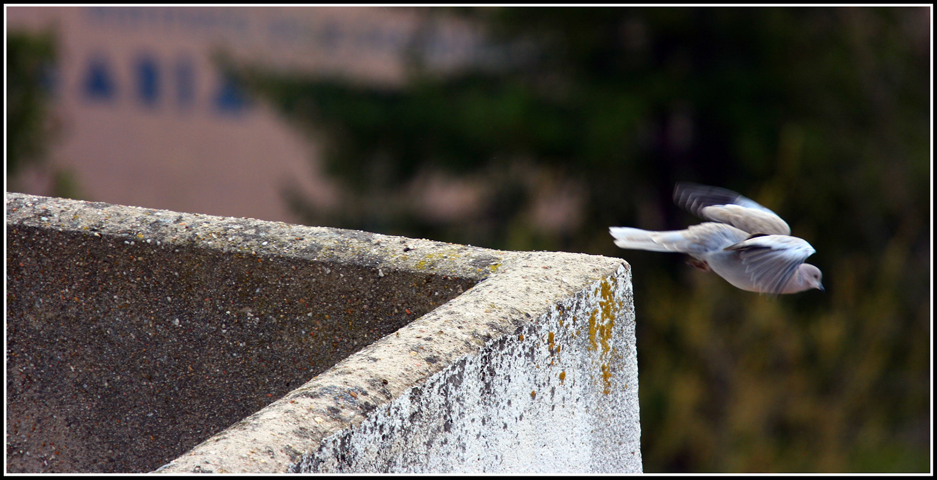 Una tórtola echando a volar en Zamora. Ampliar