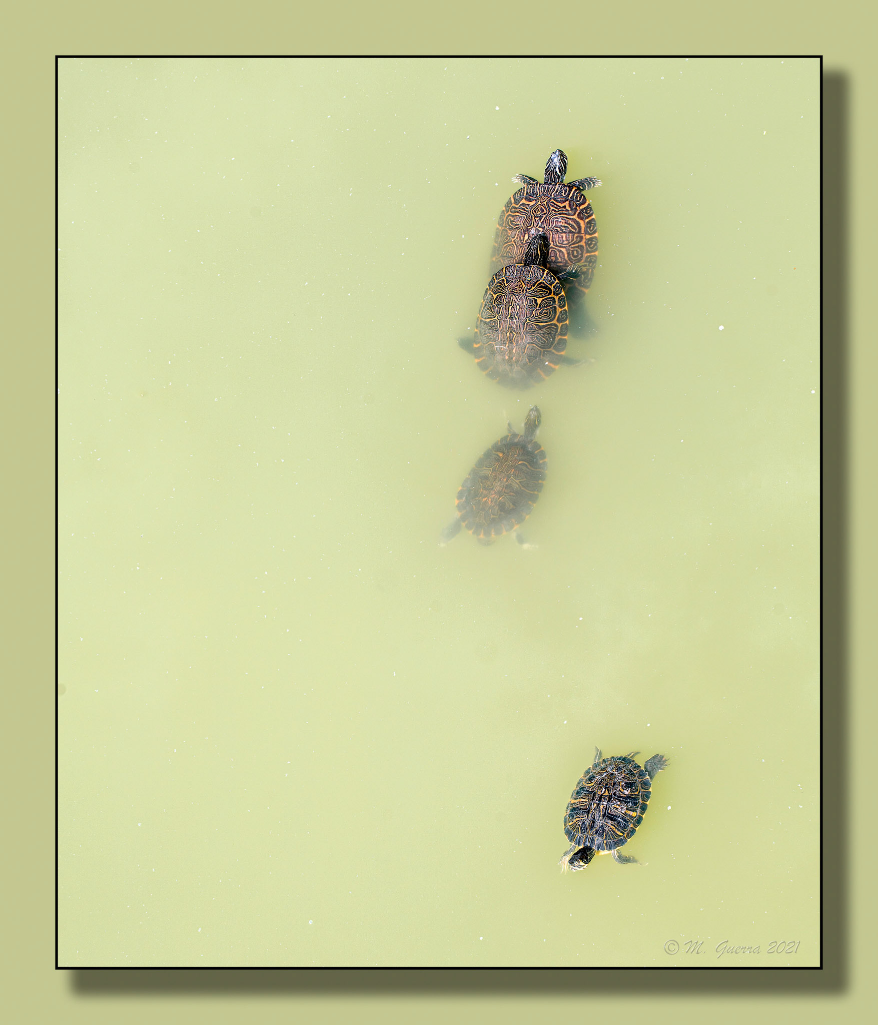 Tortugas en un estanque del Parque de Juan Carlos I