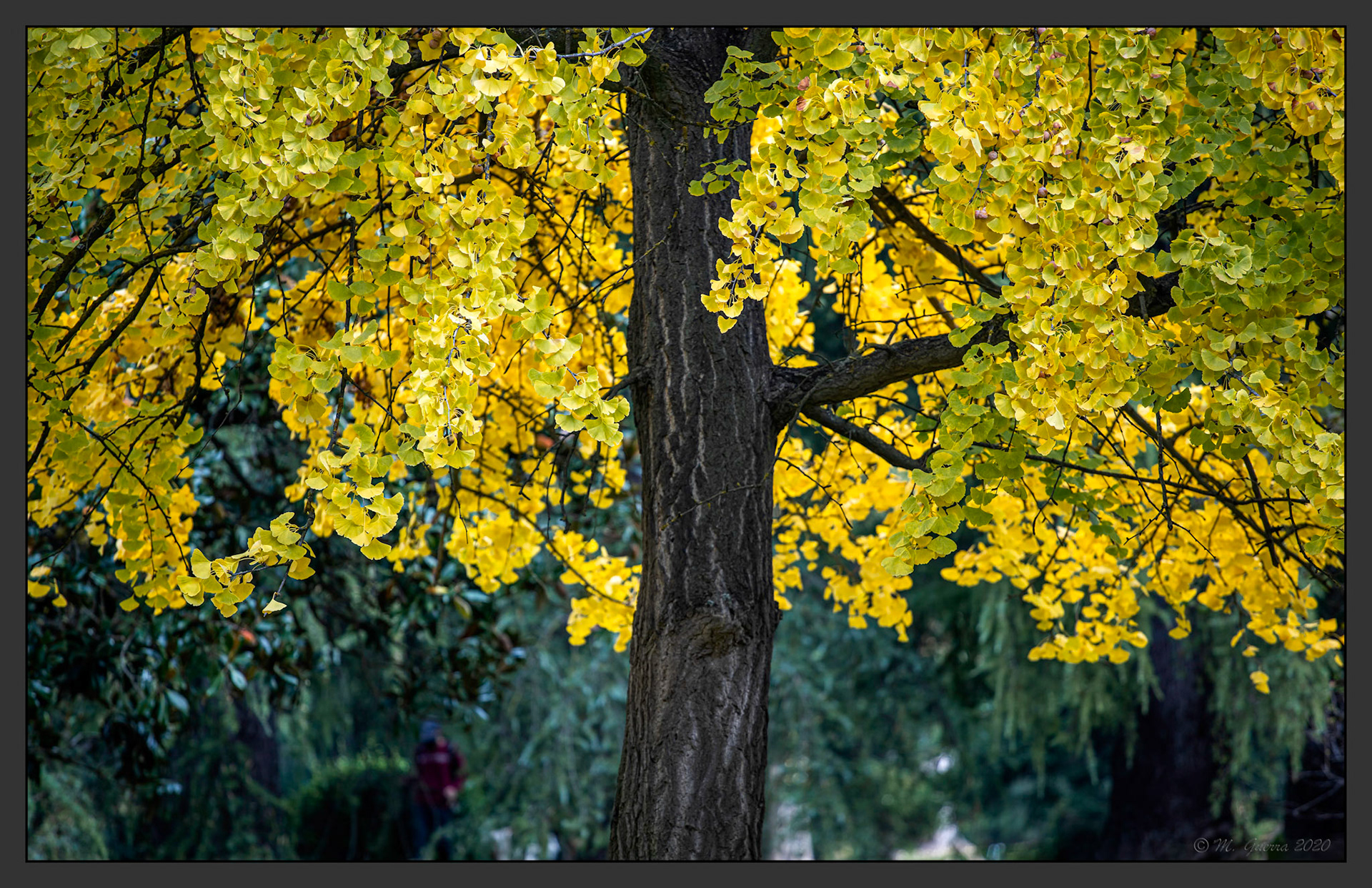 Árbol con colores de otoño en el Parque del Oeste