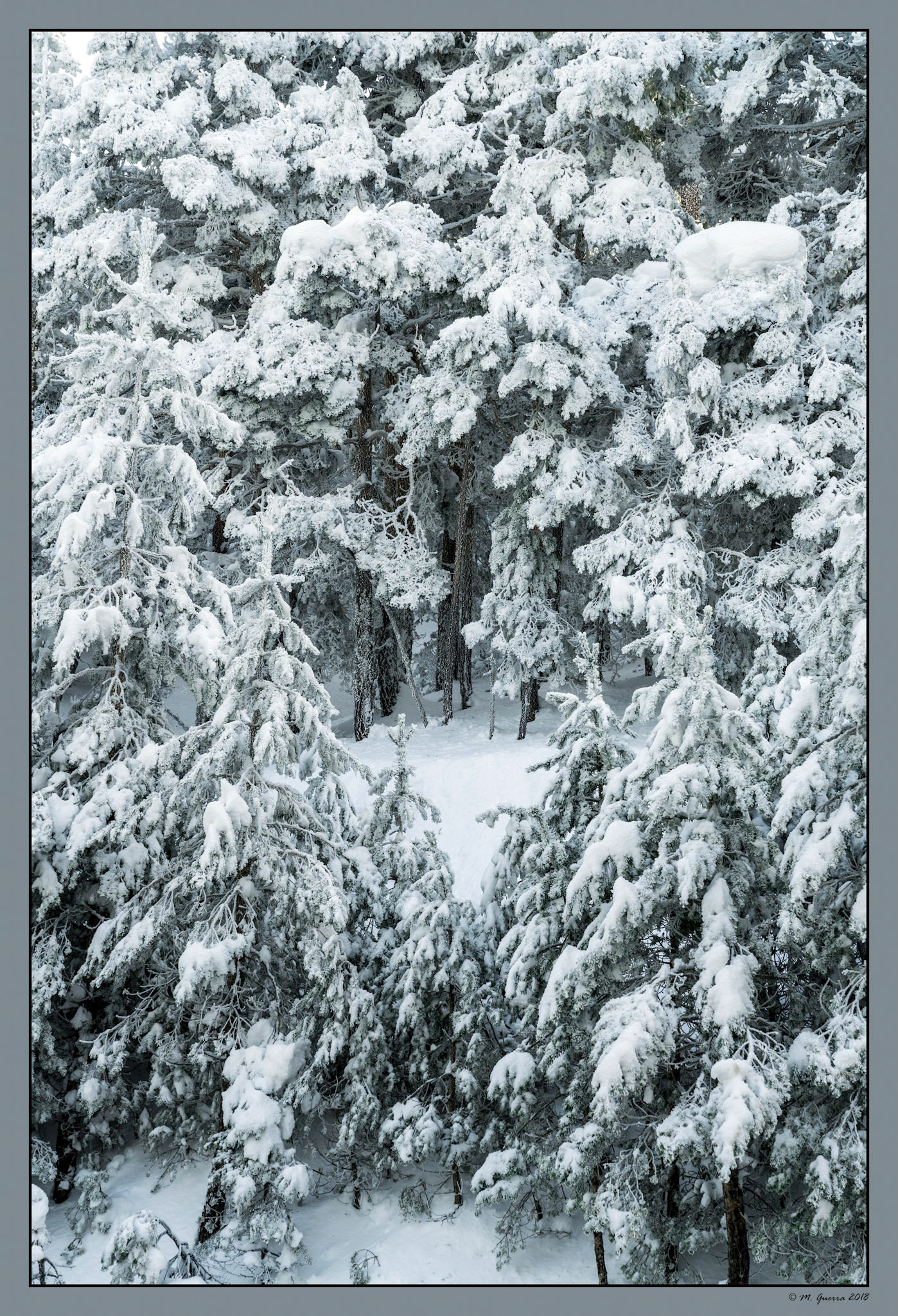 Árboles en la Sierra de Guadarrama de Madrid cubiertos de nieve y hielo en Navacerrada. Ampliar