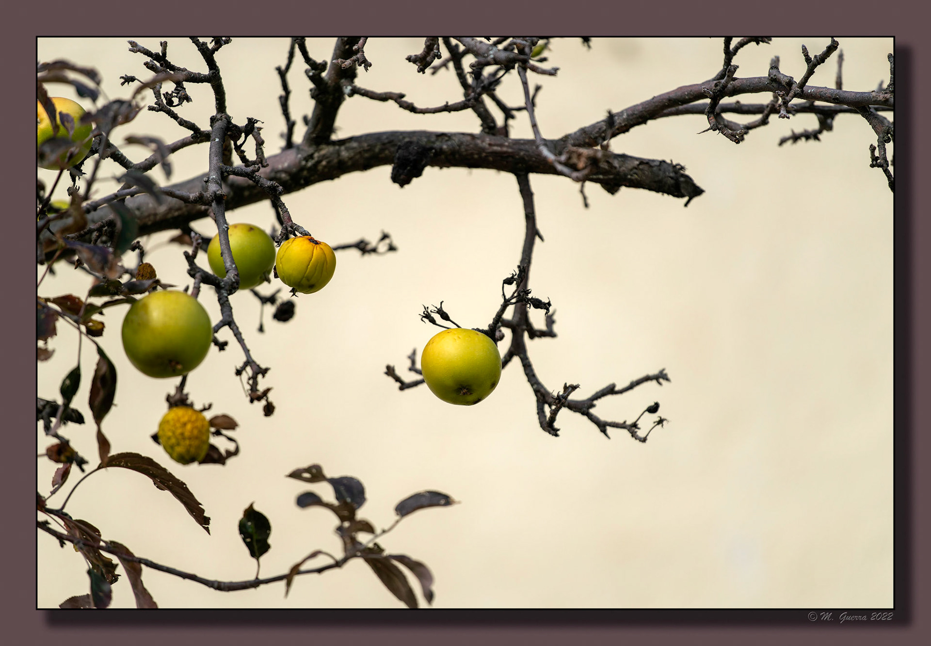 Manzanas en un manzano en La Hiruela