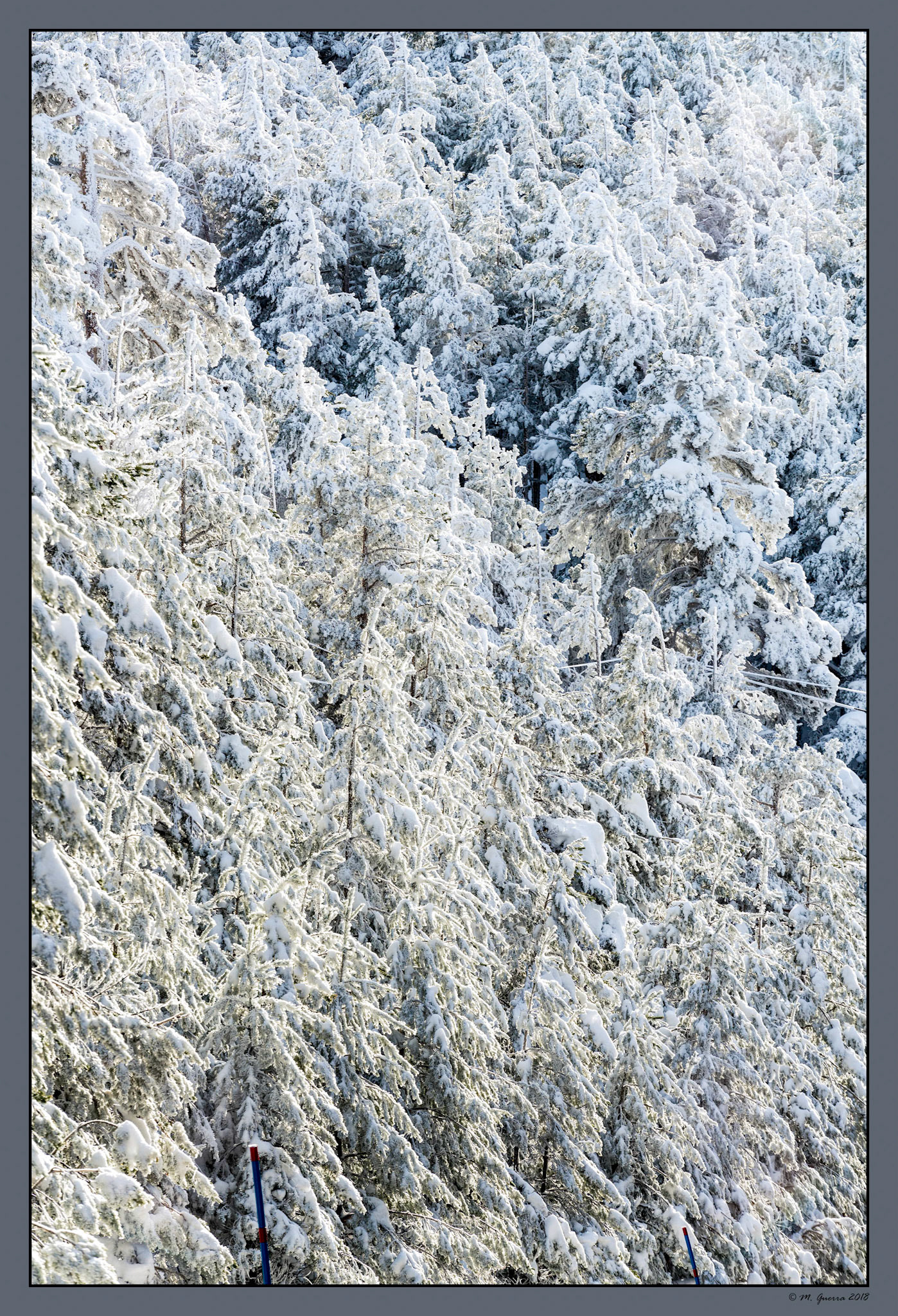 Árboles en la Sierra de Guadarrama de Madrid cubiertos de nieve y hielo en Navacerrada. Ampliar