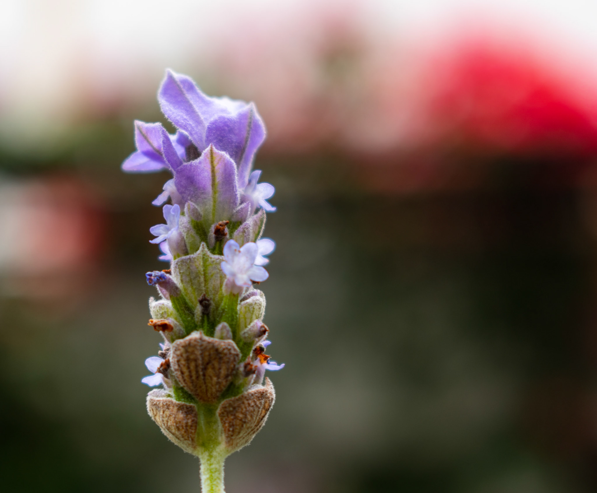 Lavander blossom flower