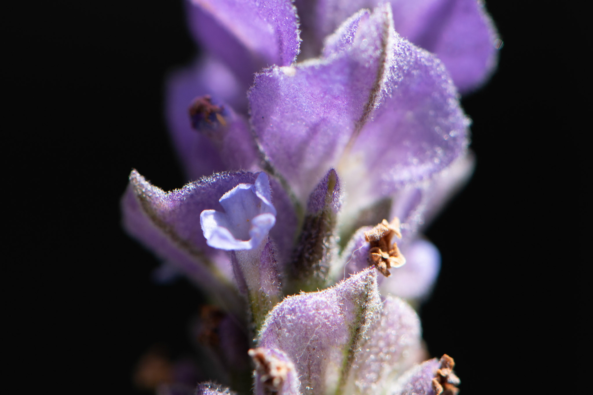 Lavanda Macro