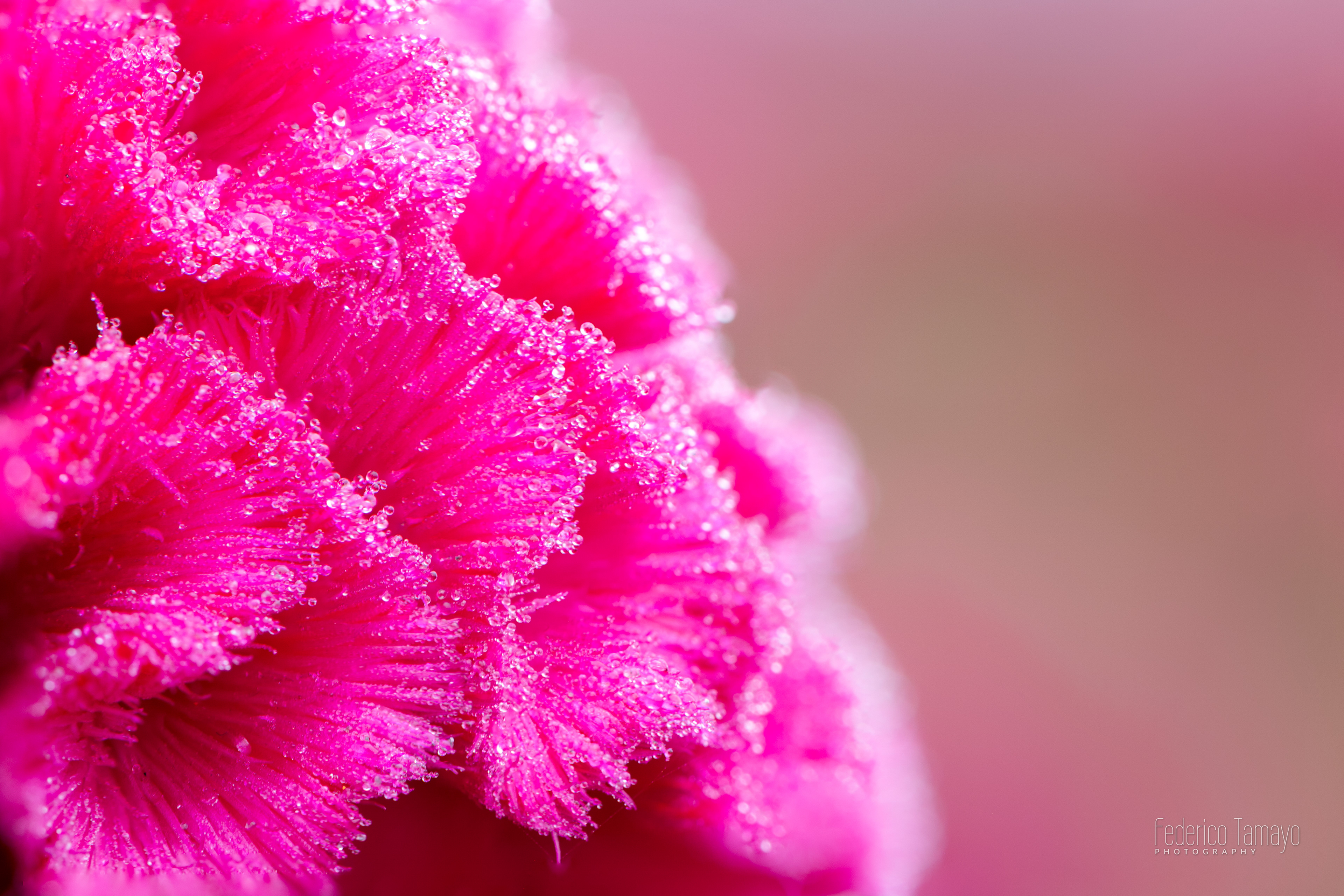 Cempasuchil Terciopelo Macro