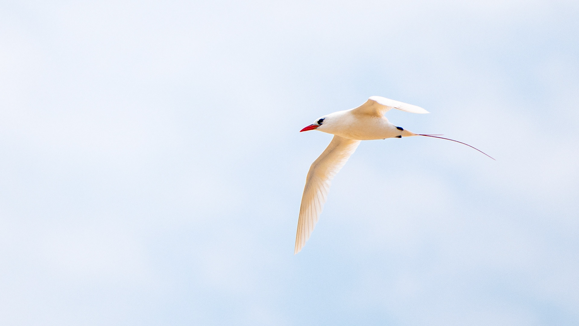 We saw several individuals soaring above as we walked the islands trails.