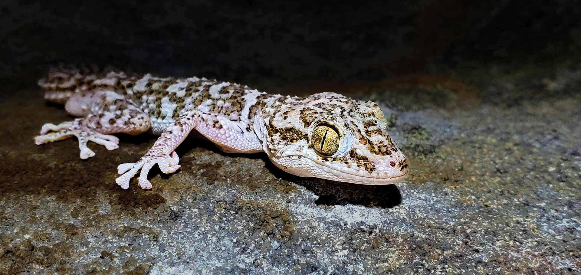 At night the hotel was quiet except for the White-browed and Madagascar Scops Owl calling. Scouring the sandstone revealed much more activity including a wonderful array of insects and geckos such as this Betroka Leaf-toed Gecko (Paroedura guibeae)