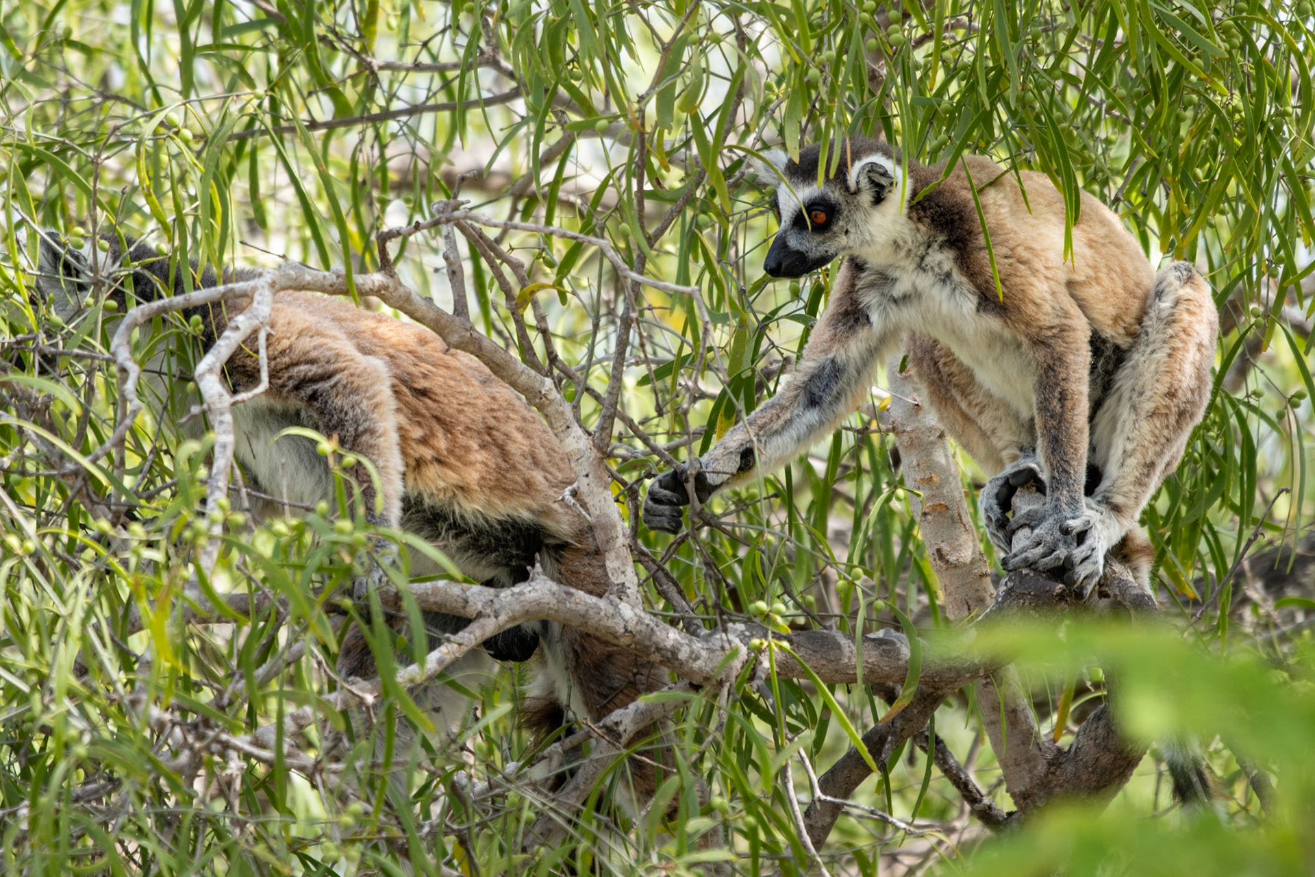 As with many lemur species, female ring-tails are socially dominant. But in this case, males still vie for female attention by staging physical 'jumping fights' and the aforementioned stink fights. Female (left) and male (right) with horny wrist spurs used to pierce branches before scent marking them. 