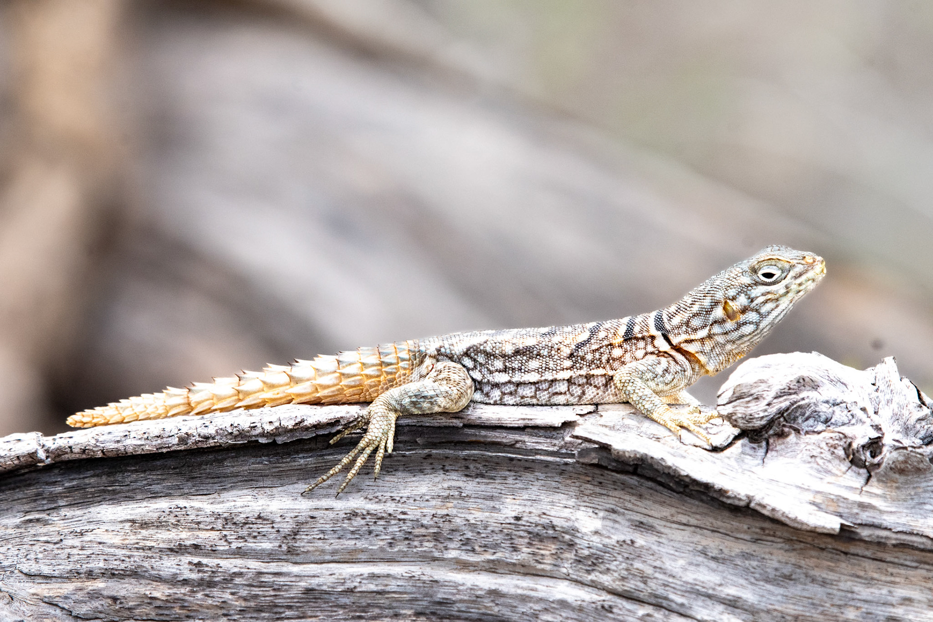 Merrem's Swift (Oplurus cyclurus)