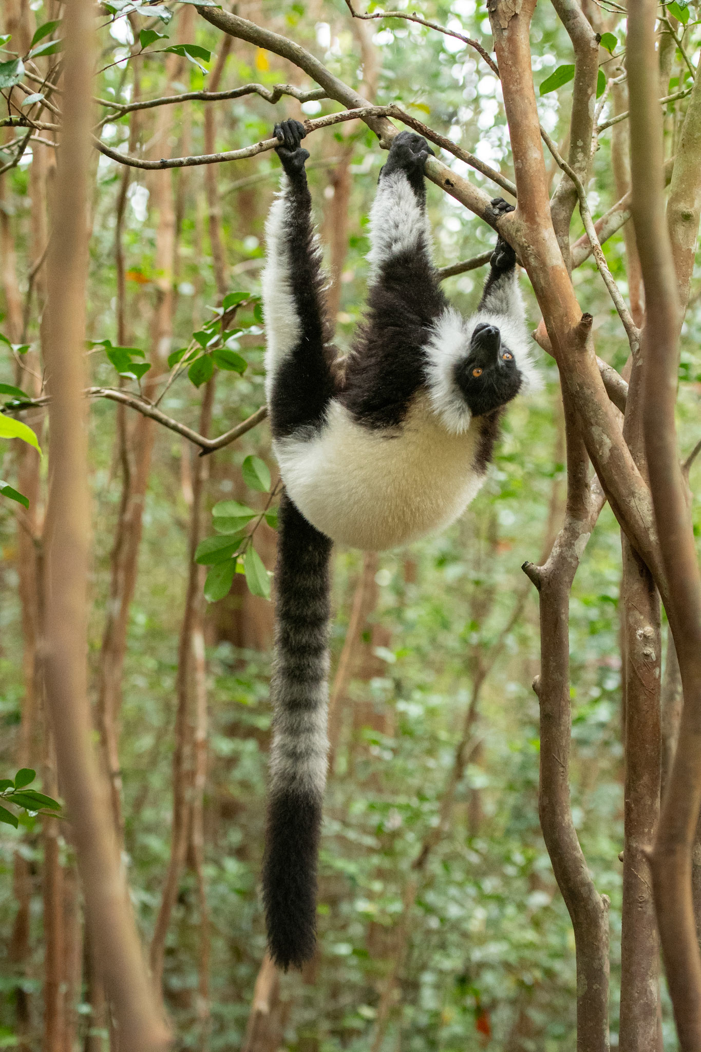 Apparently Lemur Island contributes to conservation by caring for rescued lemurs, some breeding programs, and releasing candidate individuals back to the wild.  I say apparently because I can't find any information elsewhere to verify this. If this is true, it makes it a much more enriching experience knowing it's not a zoo of poached individuals. 