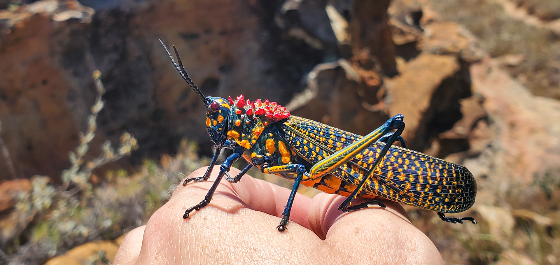 The stunning Rainbow Milkweed Locust
