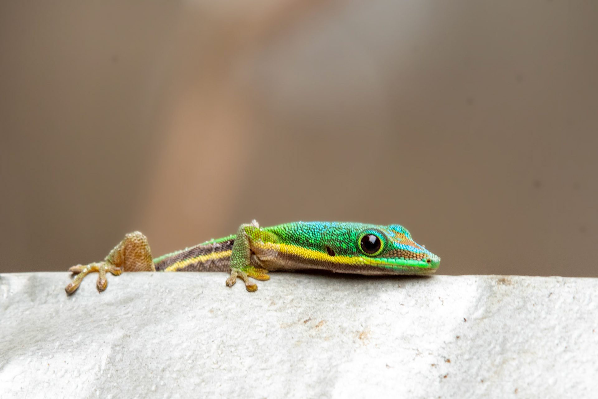 Day Geckos are thee butterflies of the gecko world - active by day and quite colourful, such as this male Striped Day Gecko (Phelsuma lineata). 