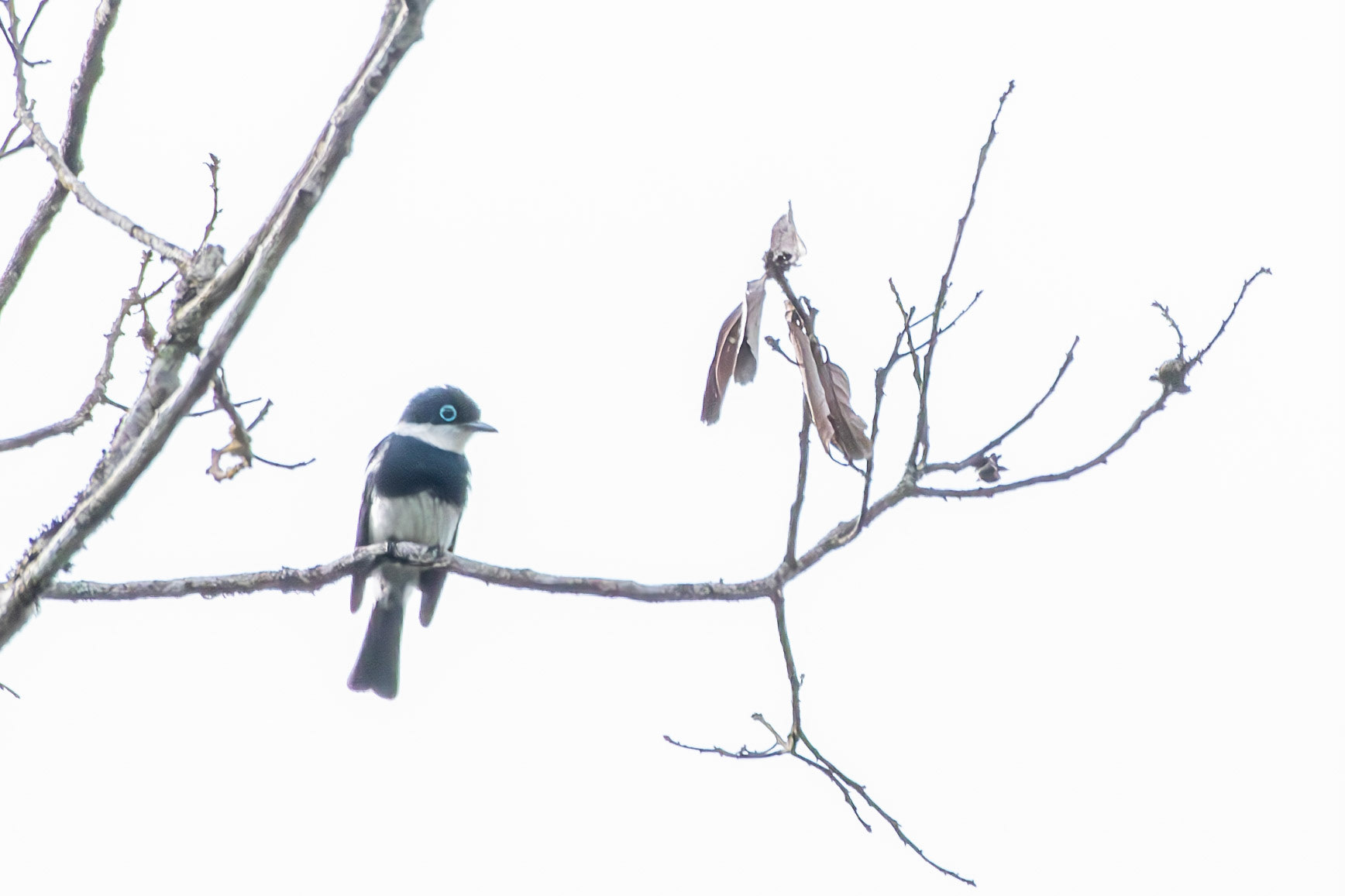Chabert Vanga or Ward's Flycatcher?! This is a Ward's Flycatcher (Pseudobias wardi), a species of Vanga that looks like a Flycatcher. Now why would the Chabert's Vanga apparently look like a Flycatcher or vice-versa? I don't know. Someone please tell me! 