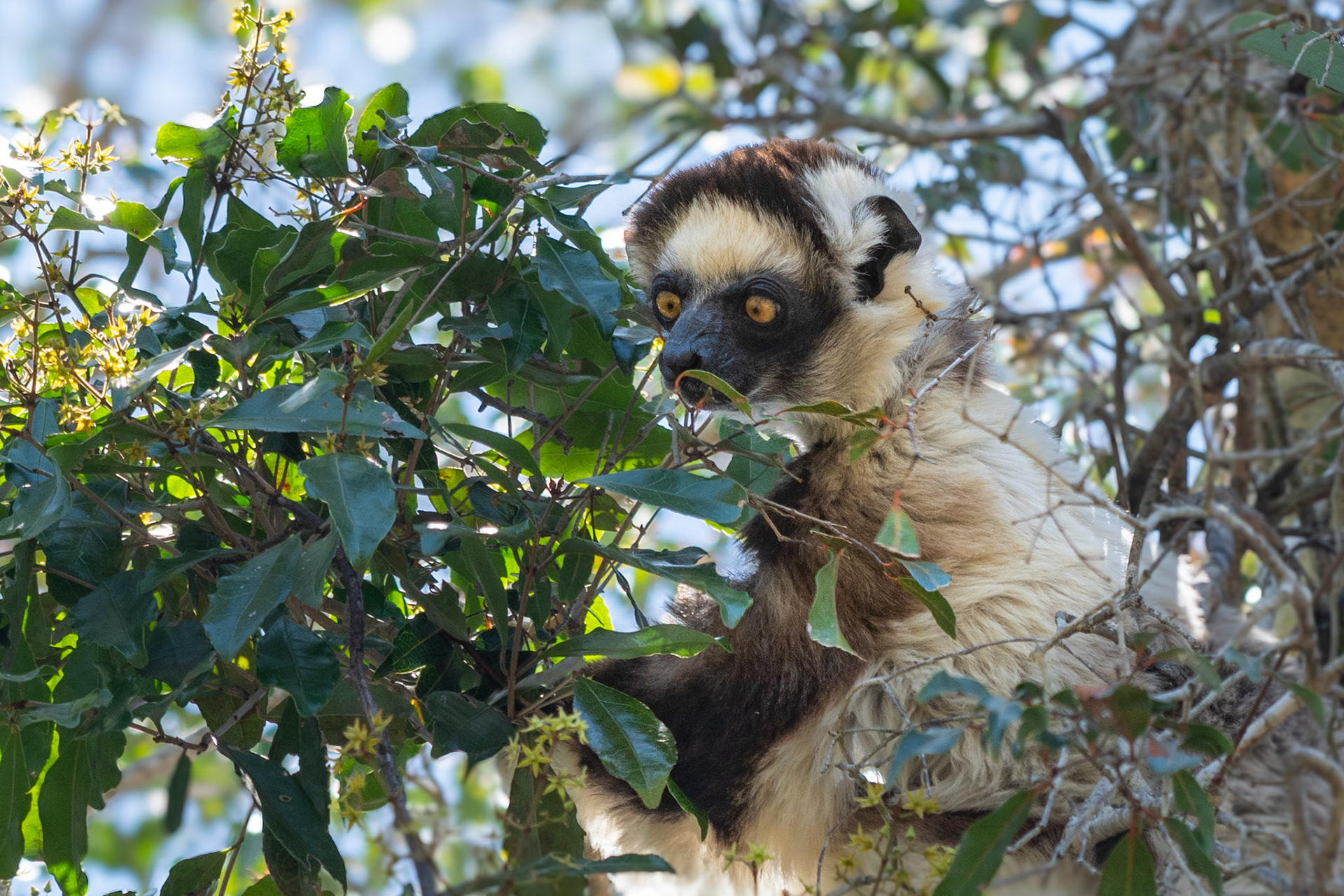 Our best chance at seeing Verreaux's Sifaka (Propithecus verreauxi) was at here at Zombitse-Vohibasia National Park. With our site guides attuned ears and eyes, we lucked out seeing a family of 7 or so.  I loved this ones goofy appearance.. It seemed really stoked about the leaves (it's main food source) it found. 
