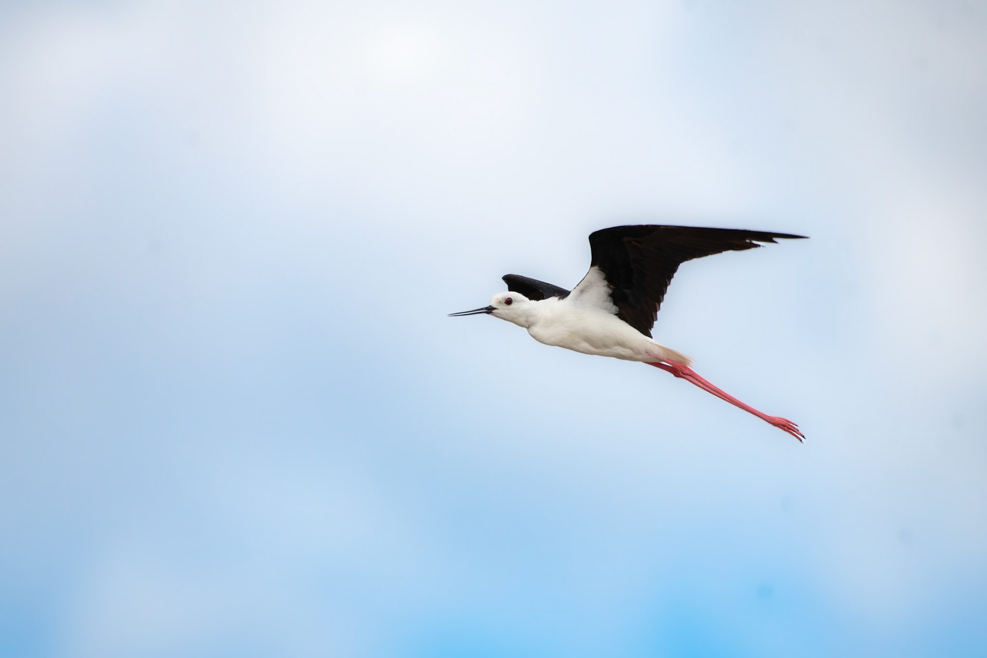 Black-winged Stilt