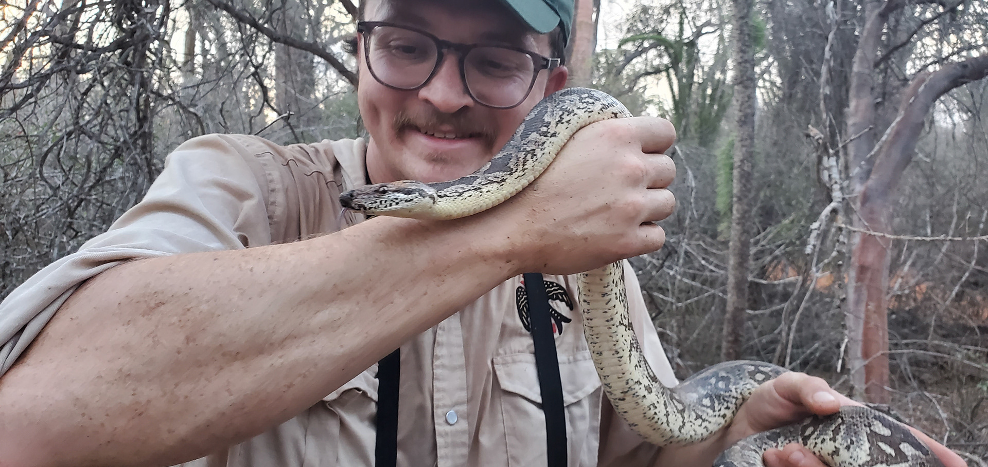 Malagasy boas were traditionally considered to have biogeographic relationships to South American Boas. But the explanations for this link were hypothetical and weak. Did snakes raft on vegetation all the way from South America or did their ancestors survive hundreds of millions of years when Africa and South America were linked? Recent molecular phylogenetic studies suggest that Malagasy's boas are most closely related to the African Burrowing Python (Calabaria reinhardtii). 