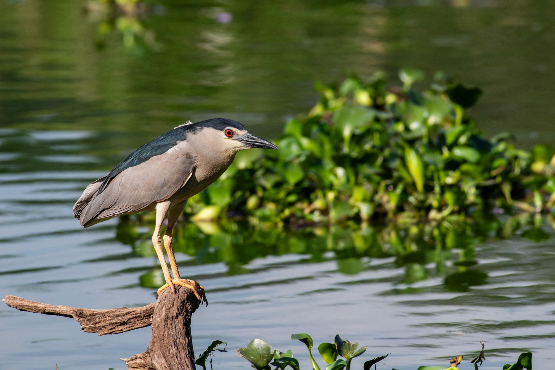 Black-crowned Night-Heron (Nycticorax nycticorax) at Lake Alarobia in Tsarasaotra Park. This park is one of the few natural areas within the city and home to many birds, especially water birds. 